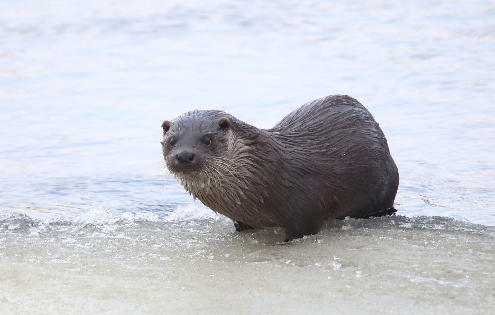 Valokuvaaja: Jaana Saarelainen