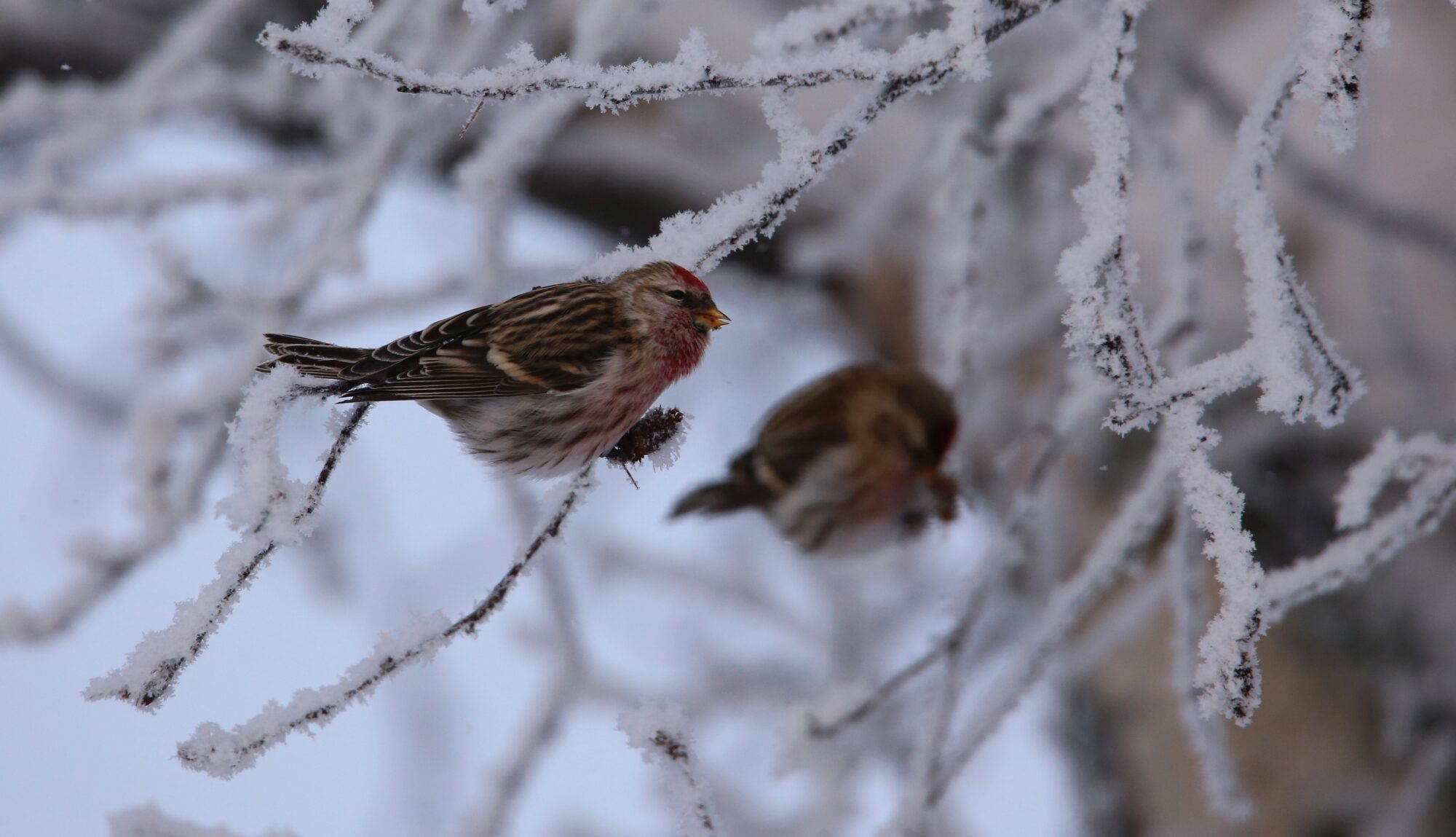 Valokuvaaja: Jaana Saarelainen Valokuvaaja: Jaana Saarelainen