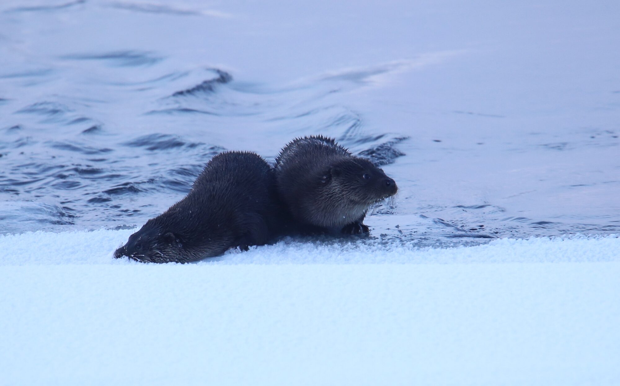 Valokuvaaja: Jaana Saarelainen