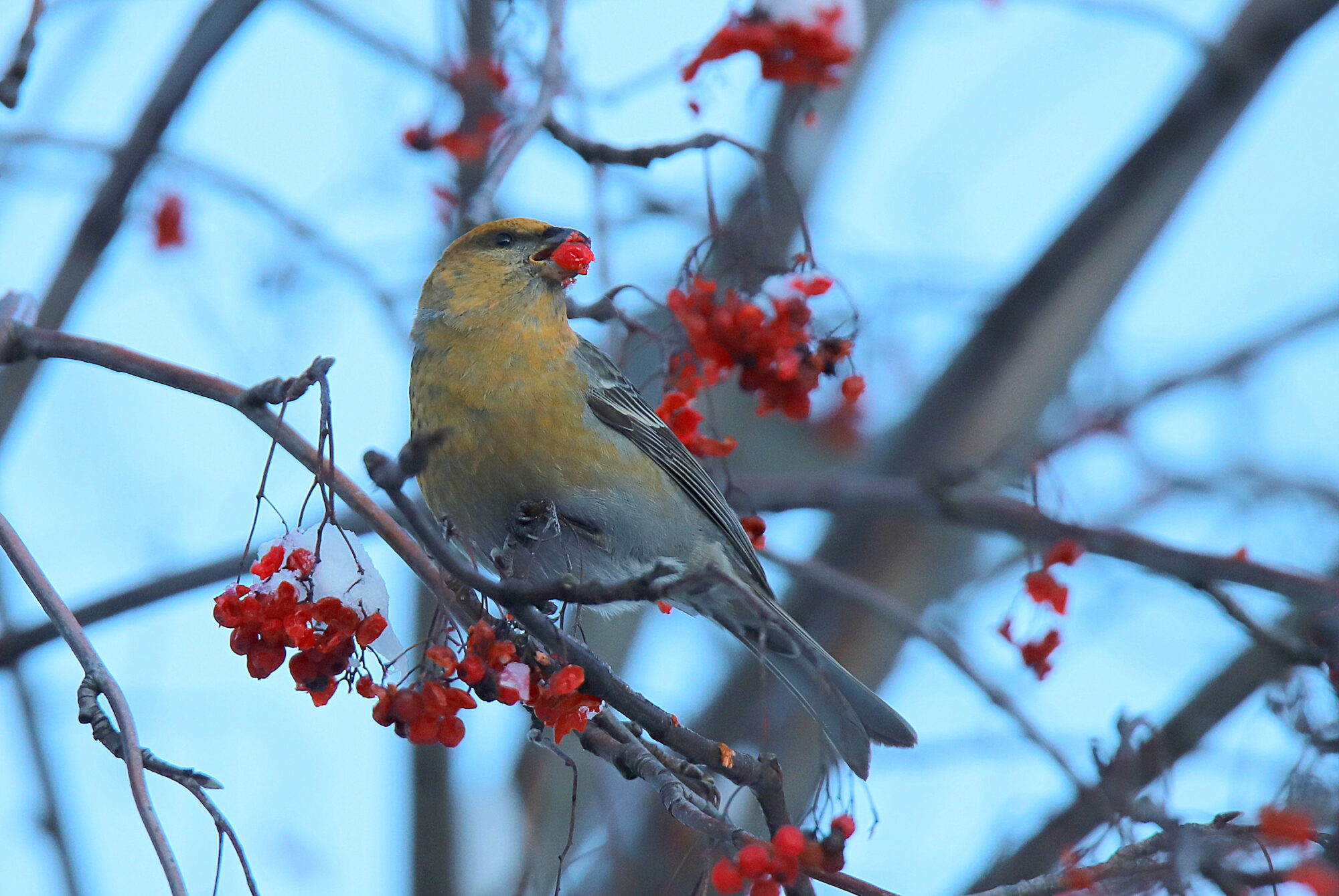 Valokuvaaja: sirpa jyske