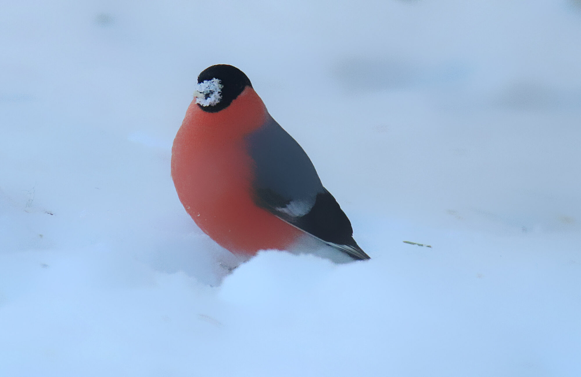 Valokuvaaja: sirpa jyske