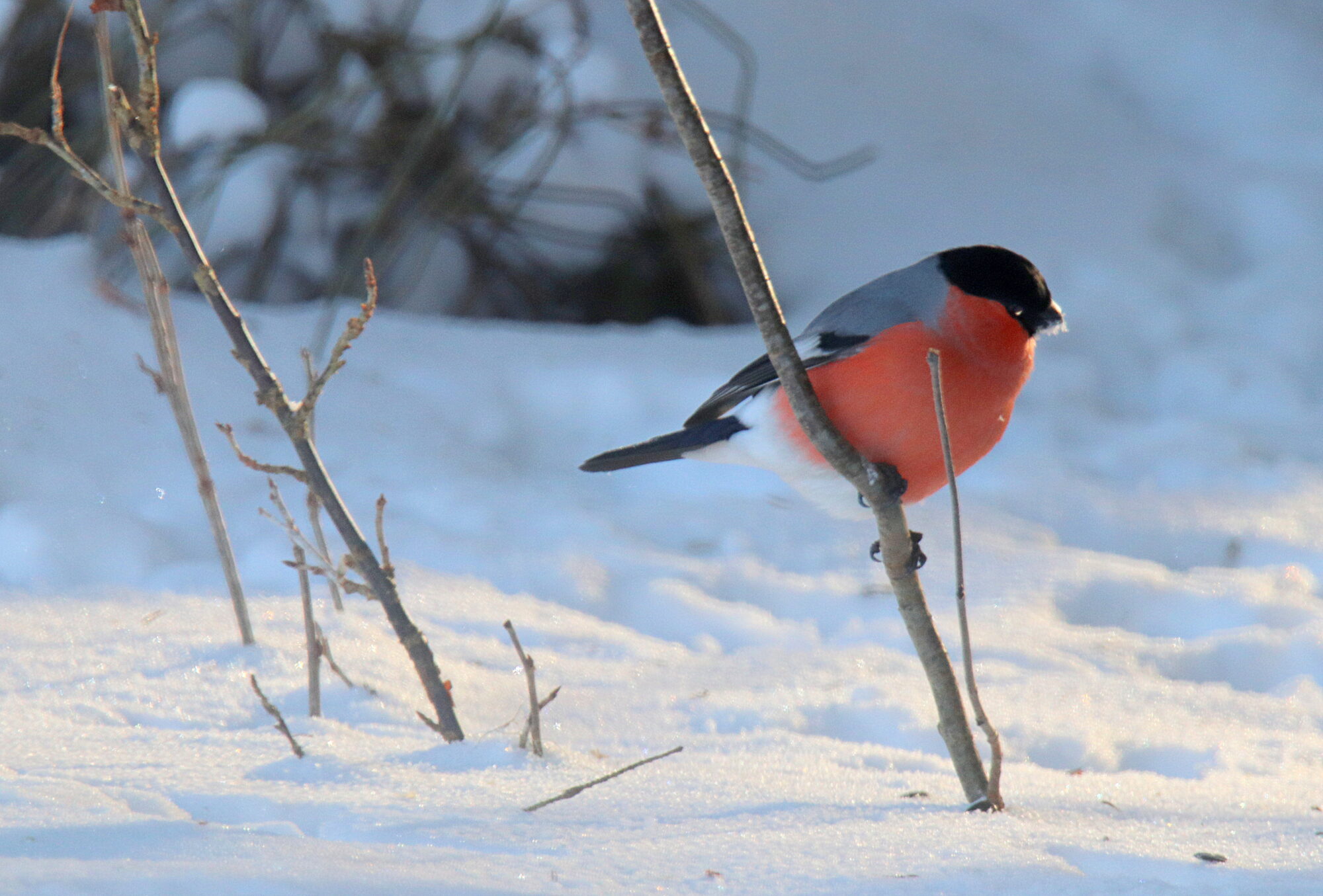 Valokuvaaja: sirpa jyske Valokuvaaja: sirpa jyske