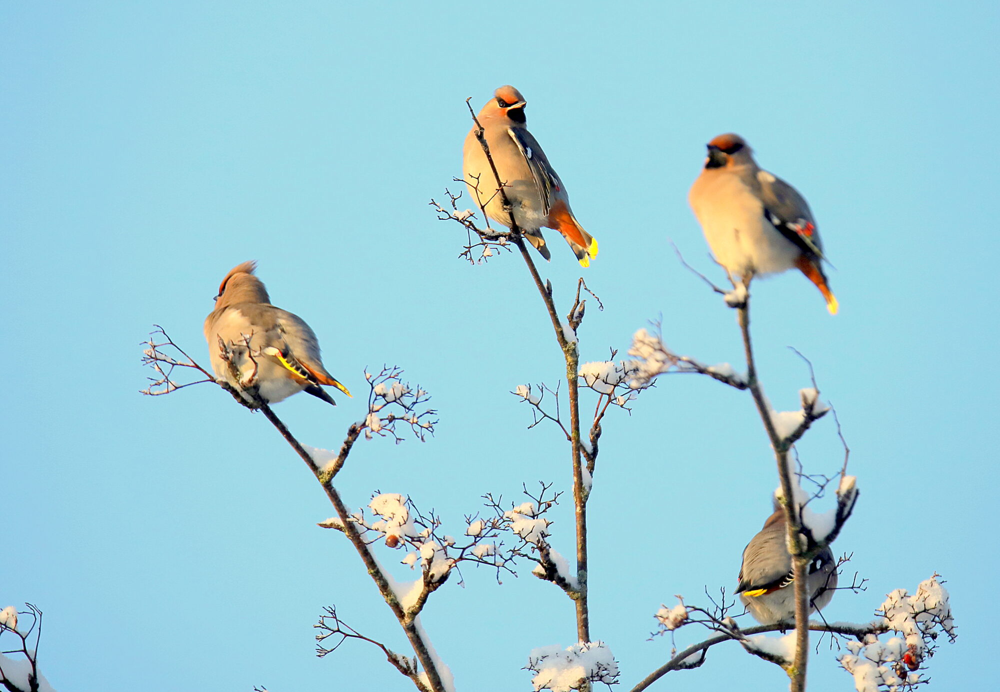 Valokuvaaja: sirpa jyske Valokuvaaja: sirpa jyske