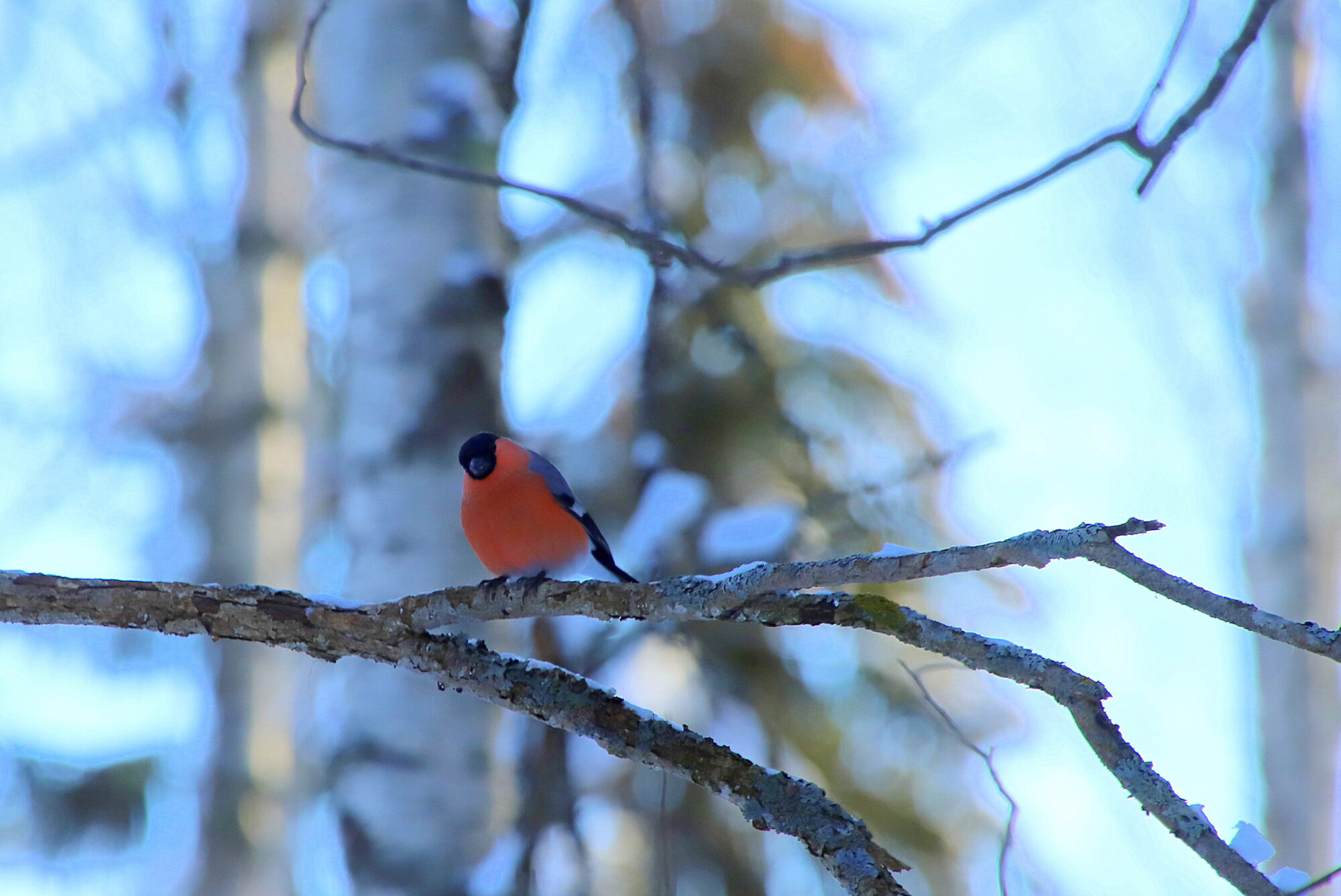 Valokuvaaja: sirpa jyske