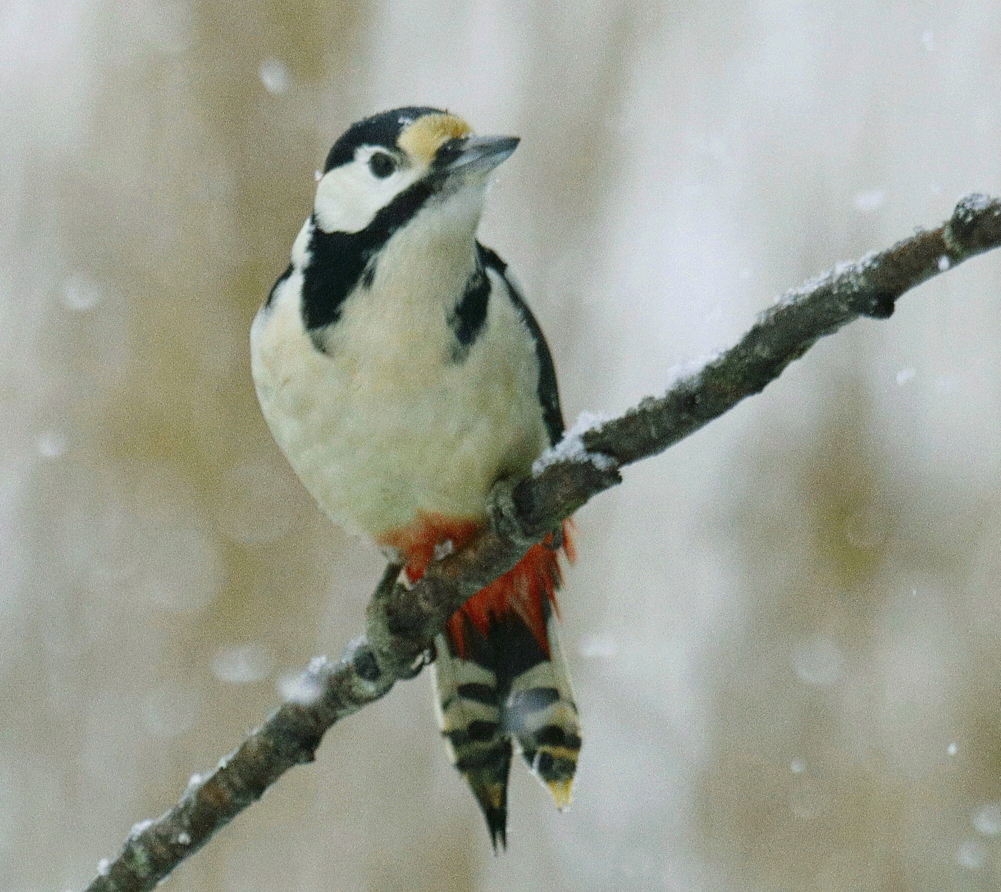 Valokuvaaja: Ritva Nieminen