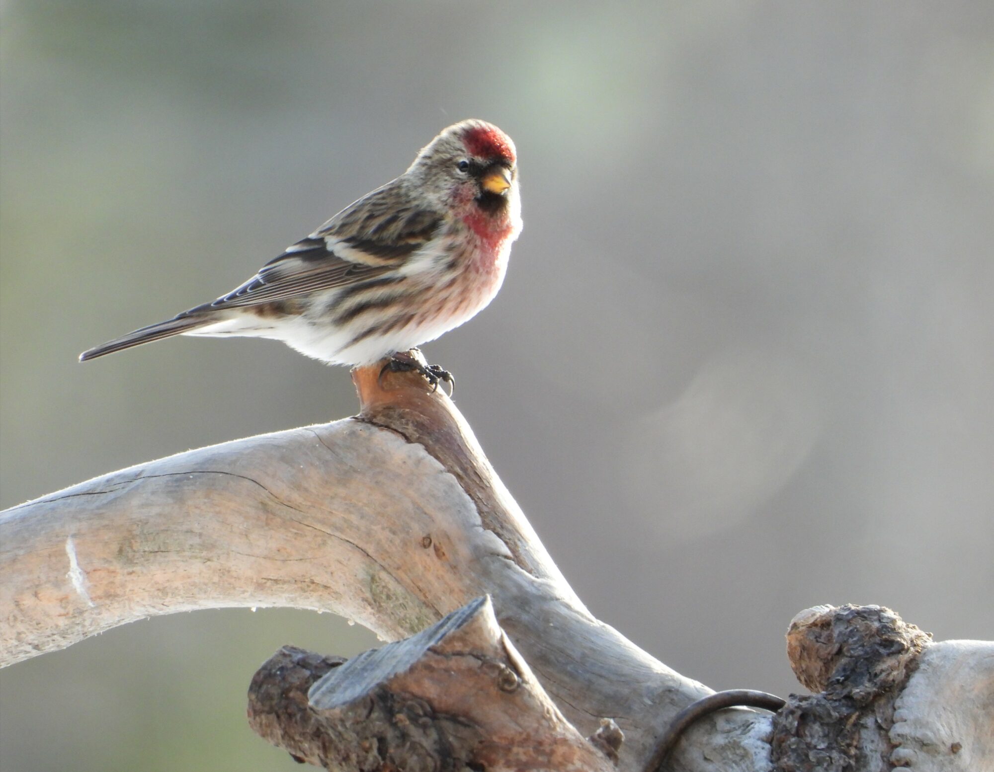 Valokuvaaja: Satu-Sinikka Vuolteenaho