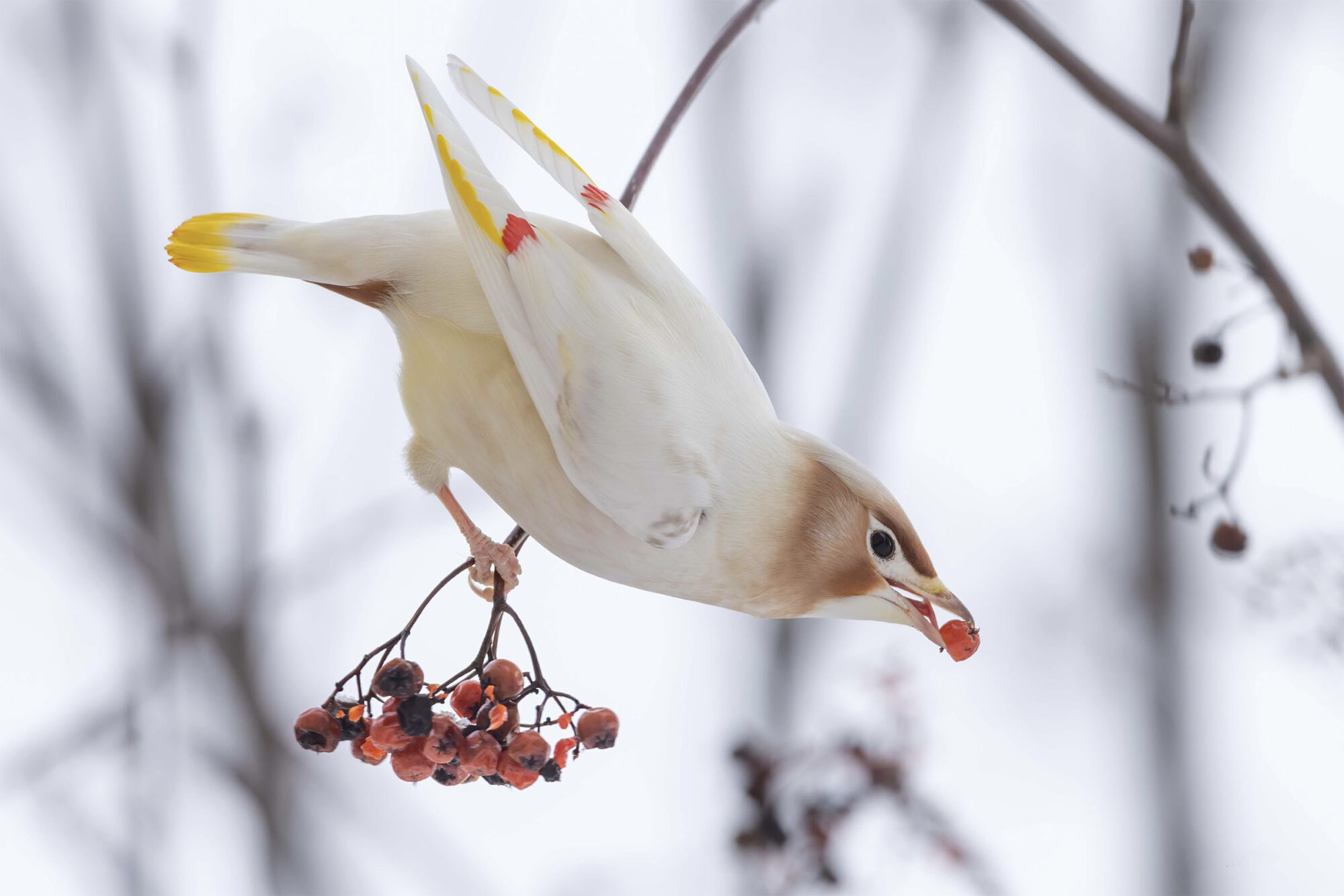 Valokuvaaja: Marko Piiroinen
