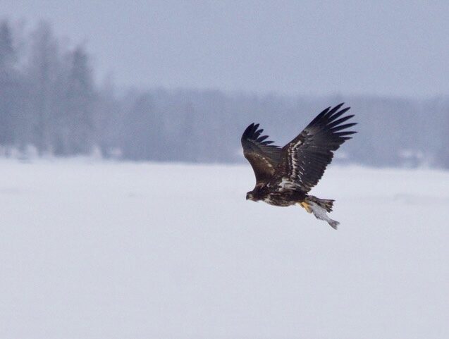 Valokuvaaja: Markku Ranta-Eilola