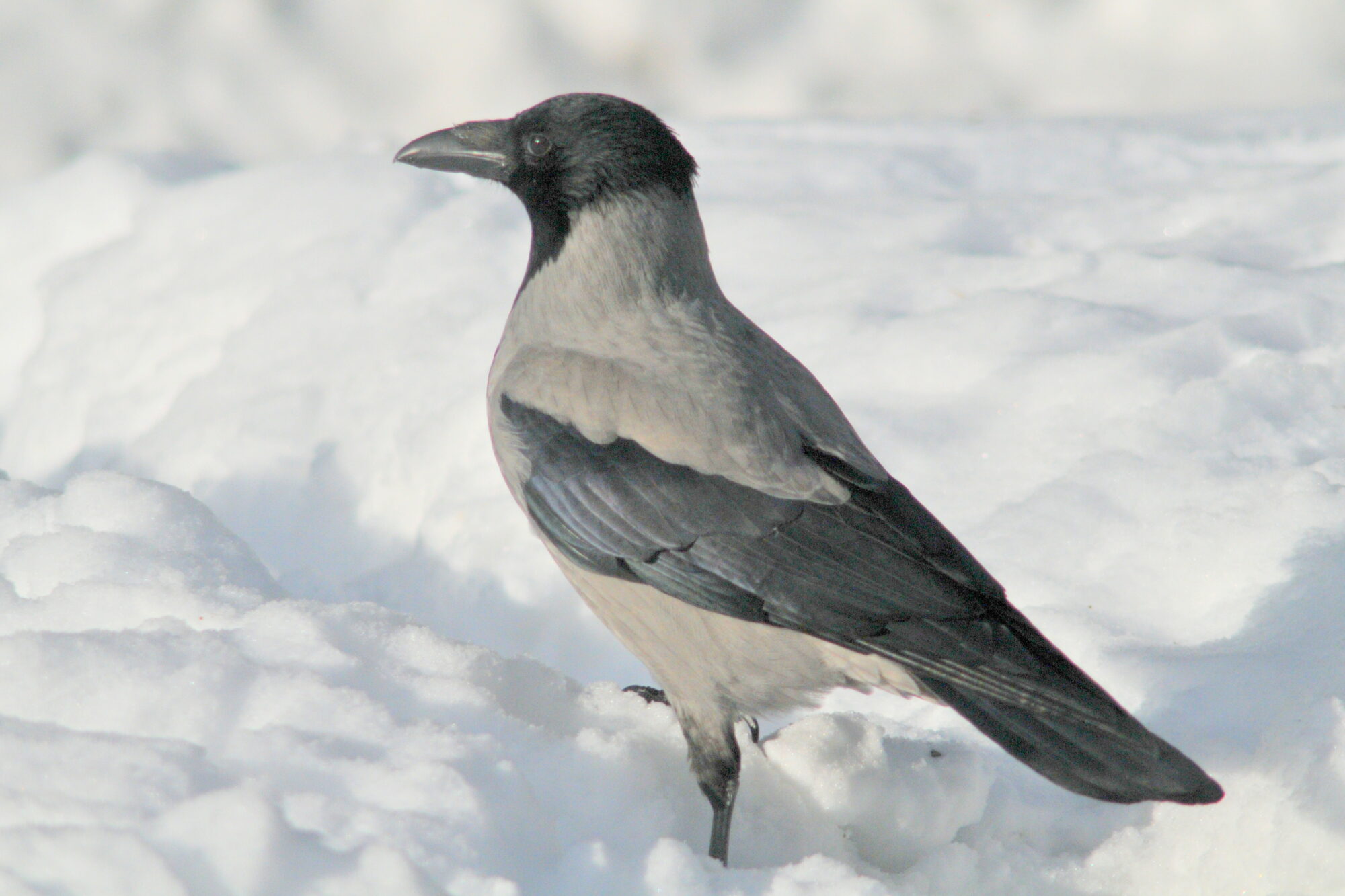 Valokuvaaja: Kaarlo Asikainen