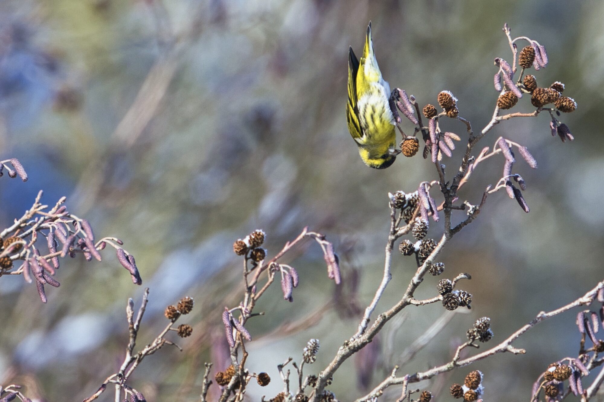 Valokuvaaja: Ari Branthin