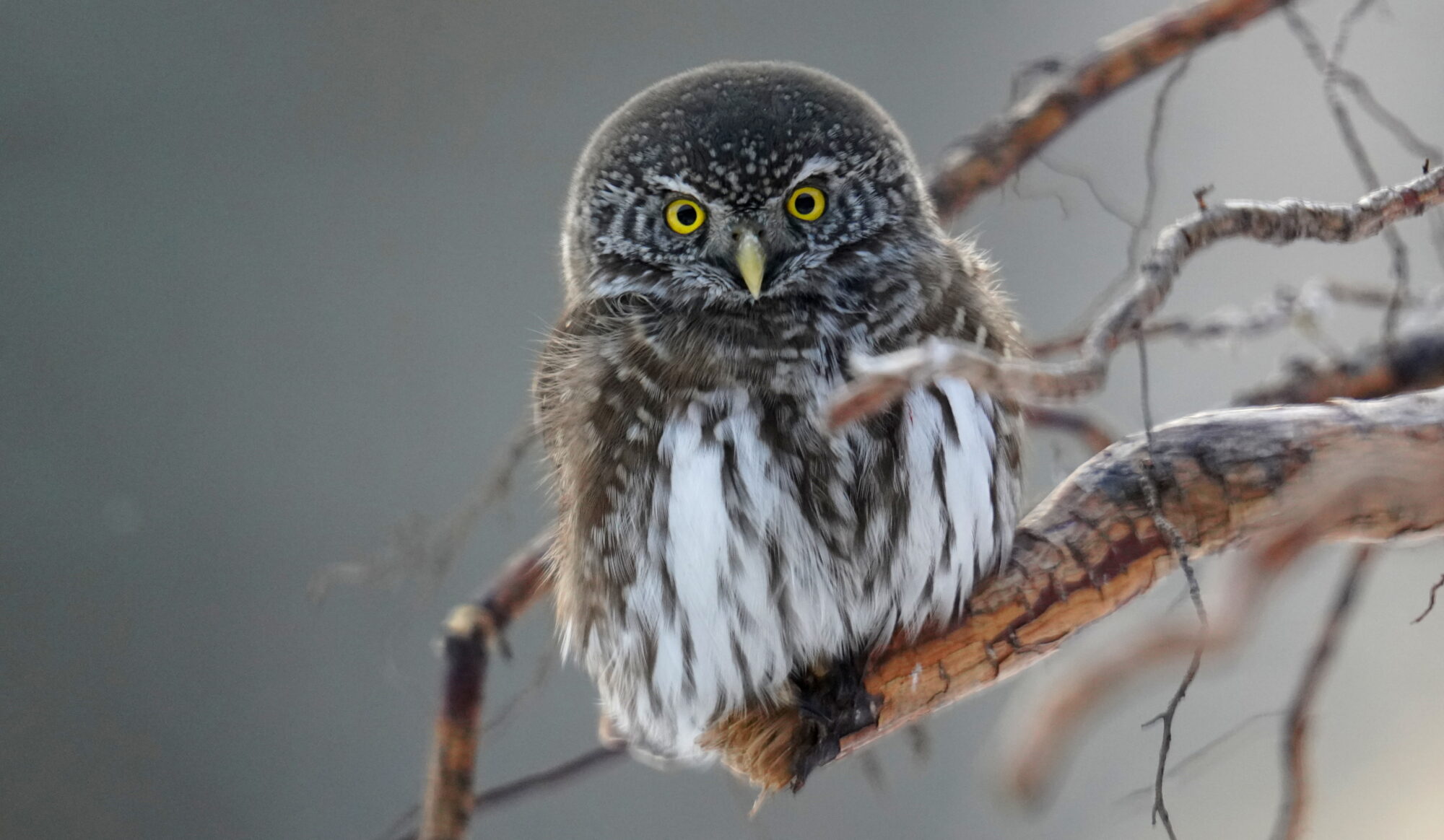 Valokuvaaja: Raija Kokkola