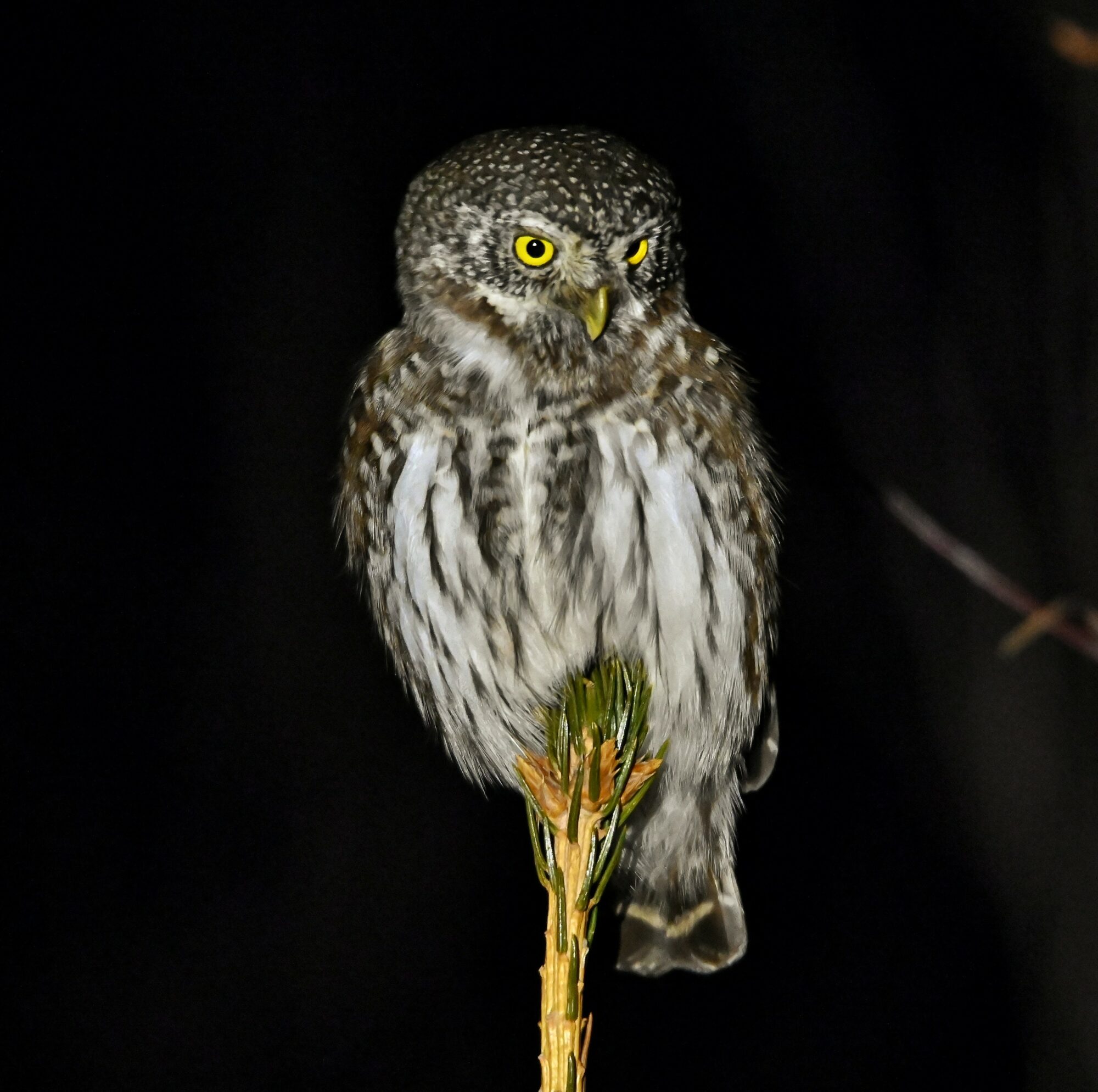 Valokuvaaja: Timo Lappalainen