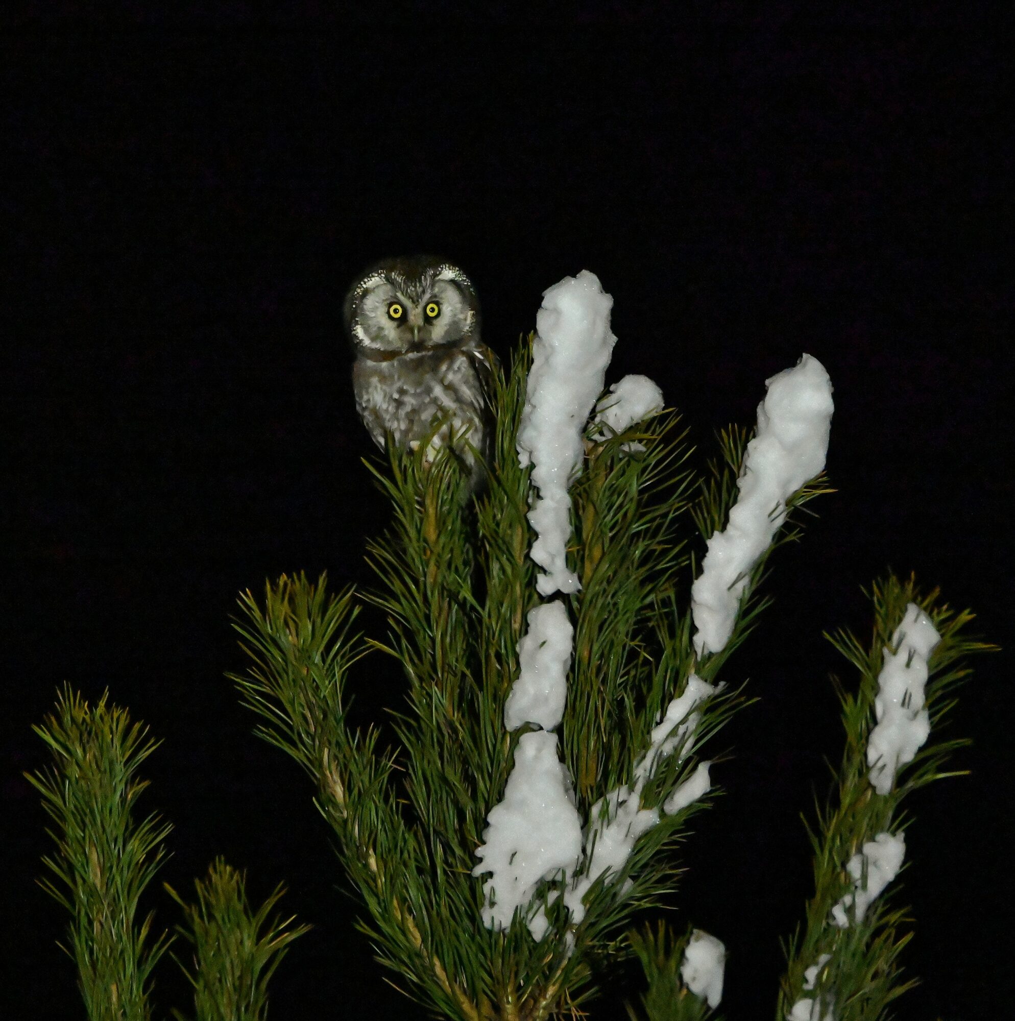 Valokuvaaja: Timo Lappalainen