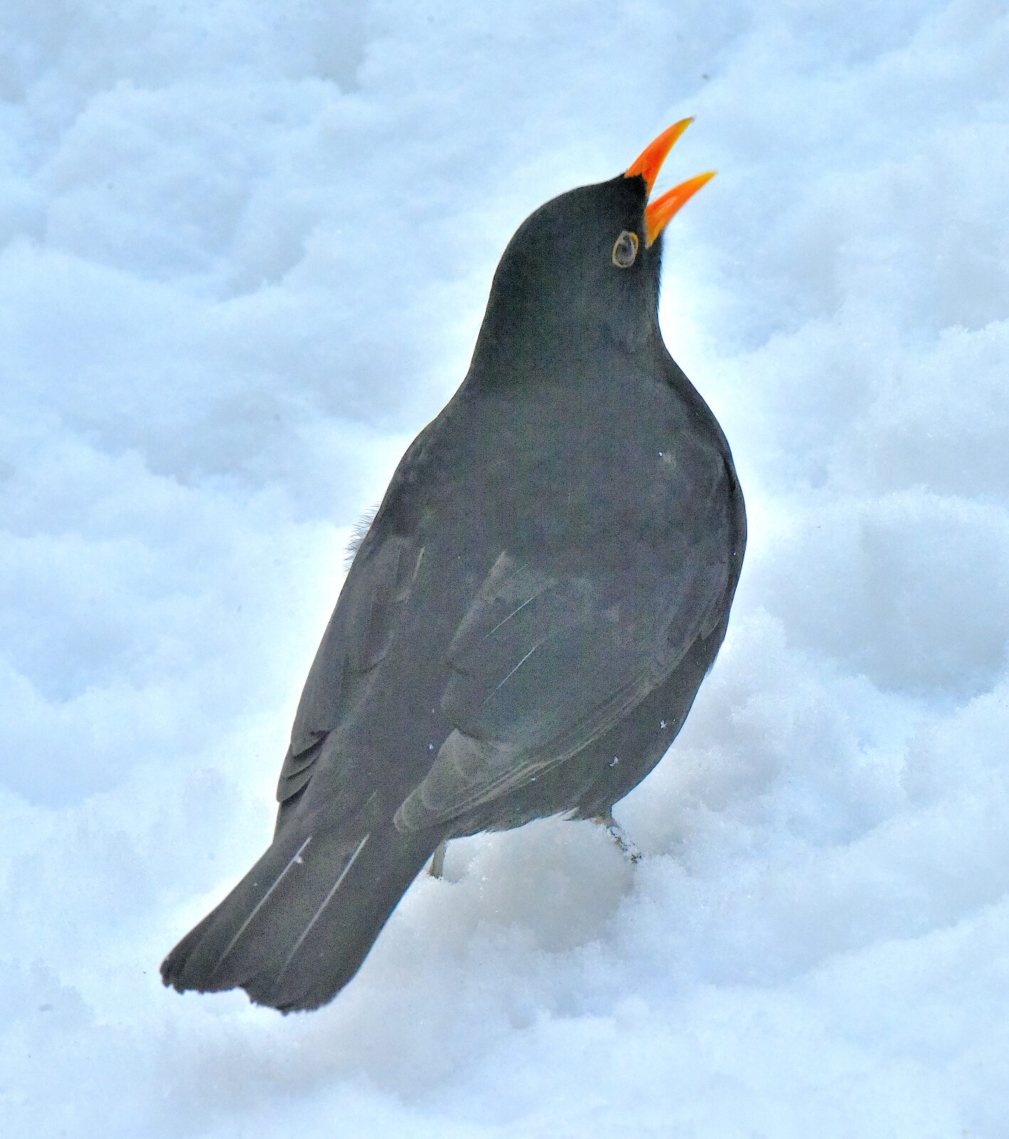 Valokuvaaja: Reijo Juurinen