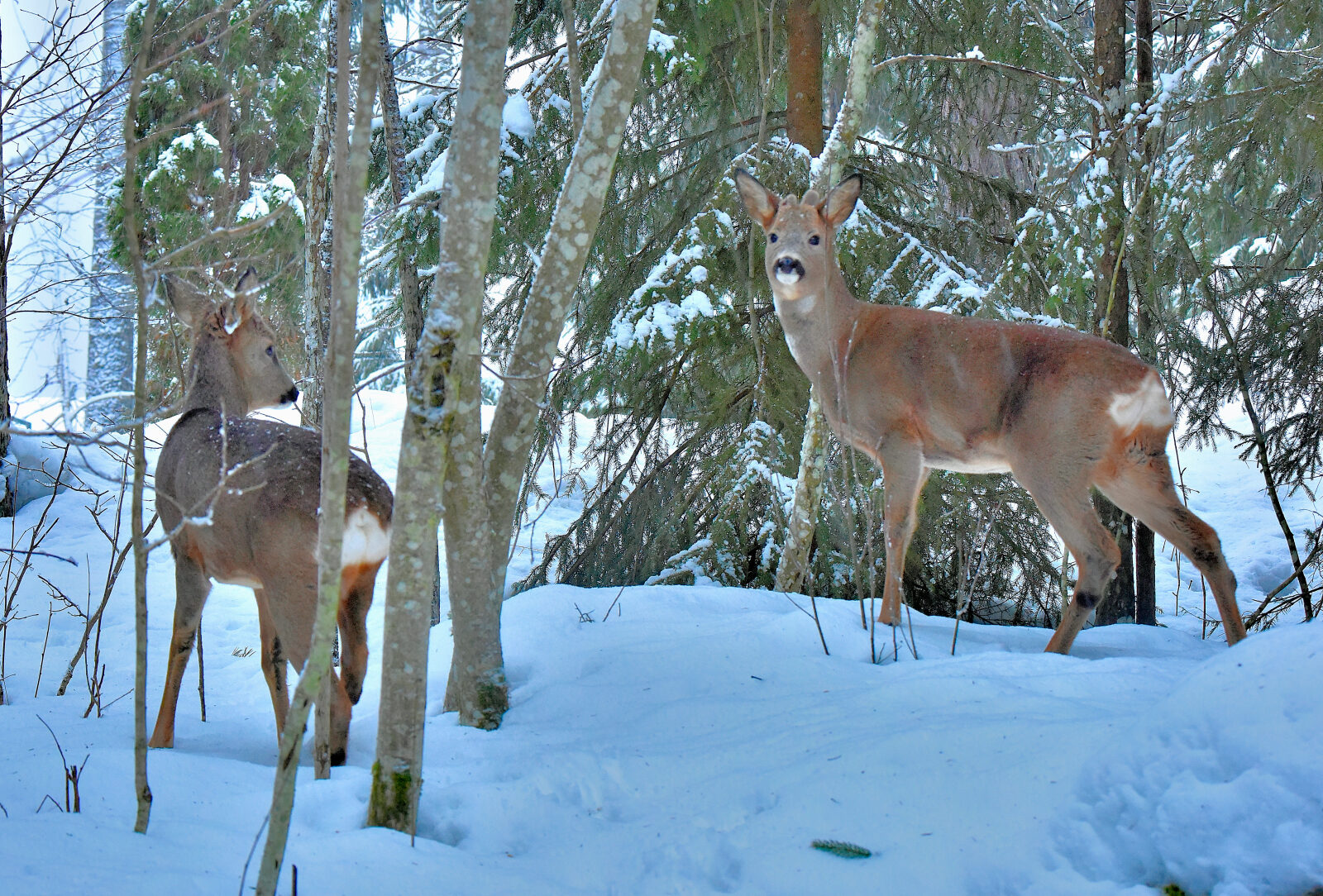 Valokuvaaja: Reijo Juurinen