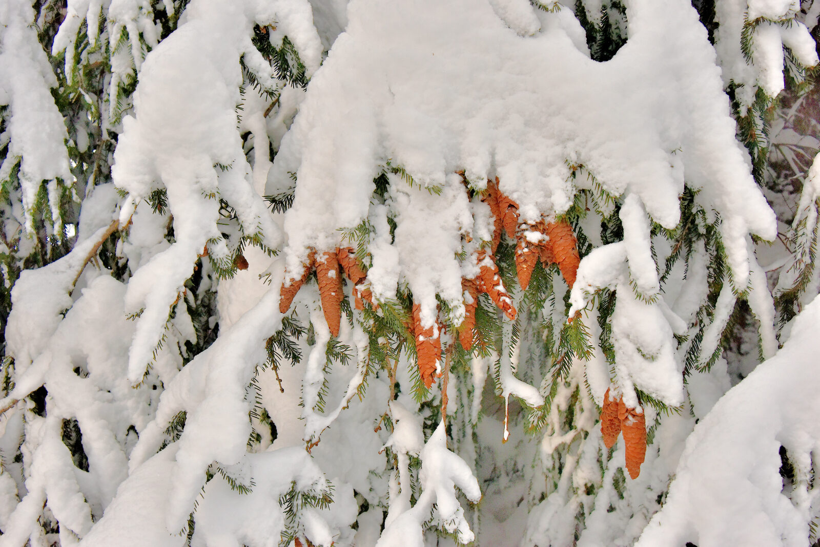 Valokuvaaja: Reijo Juurinen Valokuvaaja: Reijo Juurinen