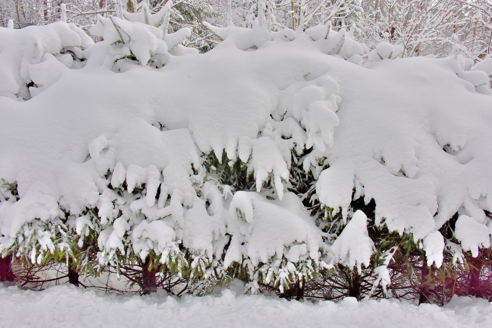 Valokuvaaja: Reijo Juurinen Valokuvaaja: Reijo Juurinen