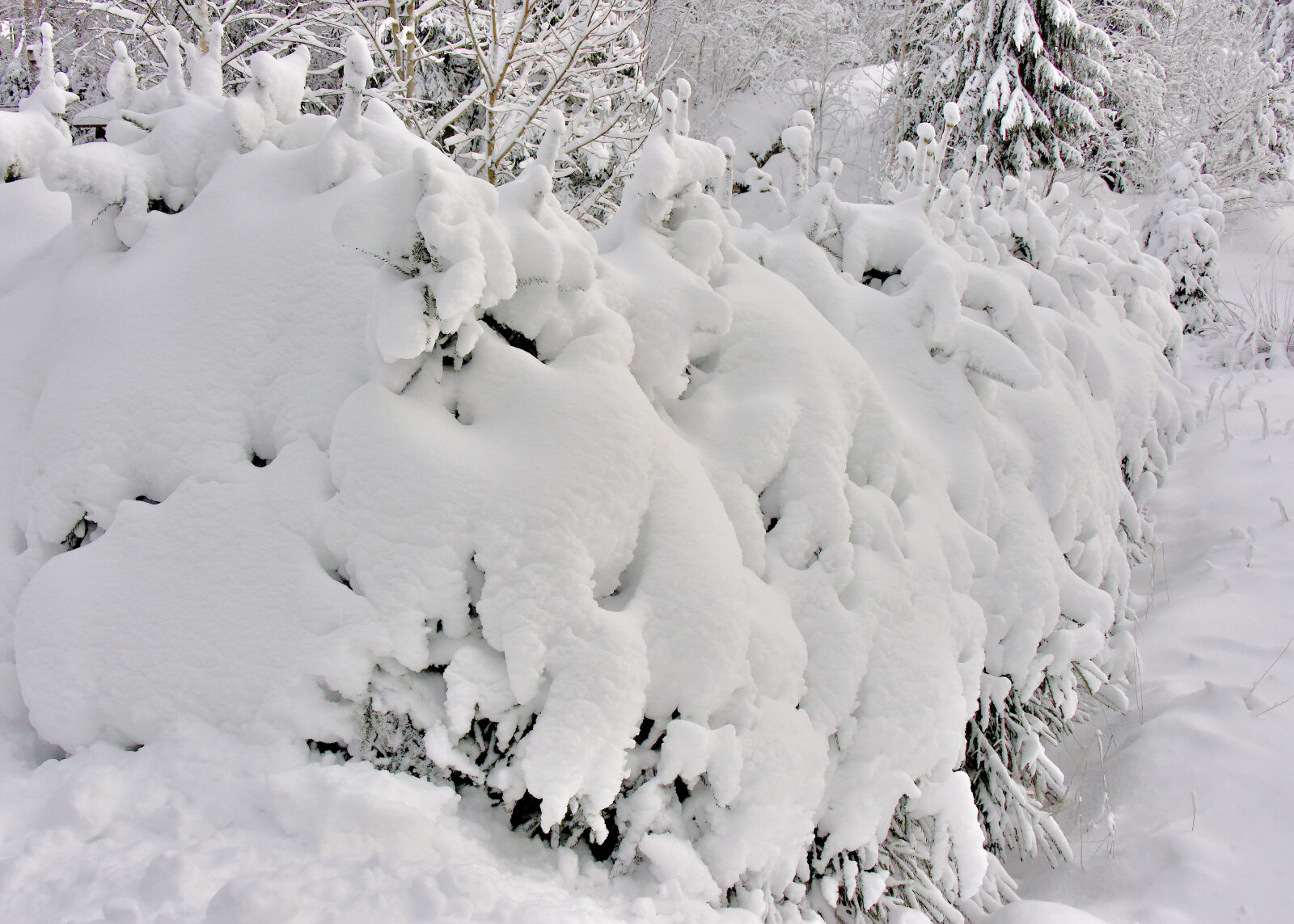 Valokuvaaja: Reijo Juurinen