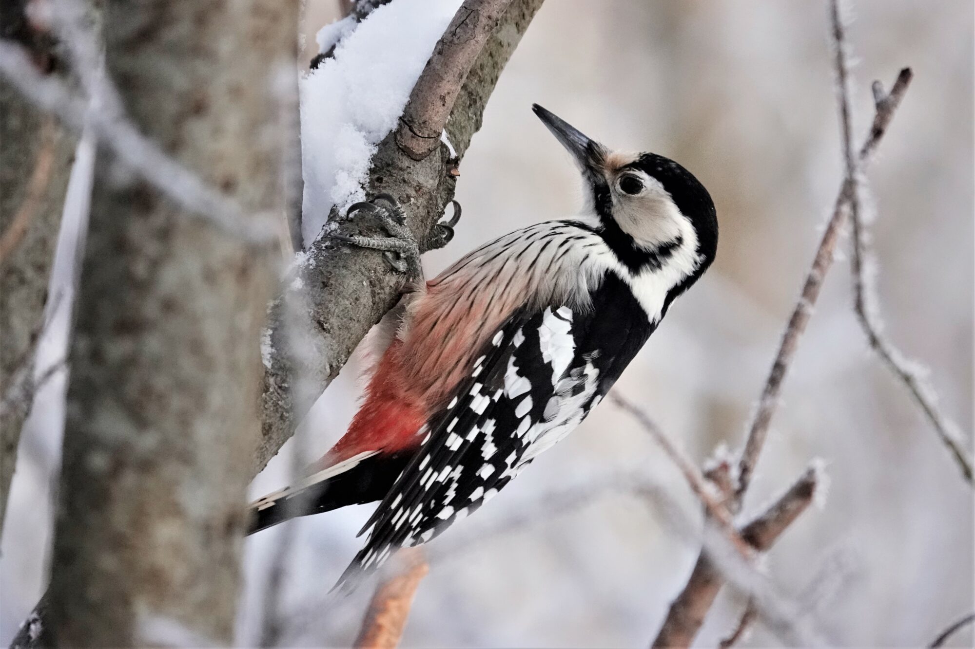 Valokuvaaja: Maarit Siitonen