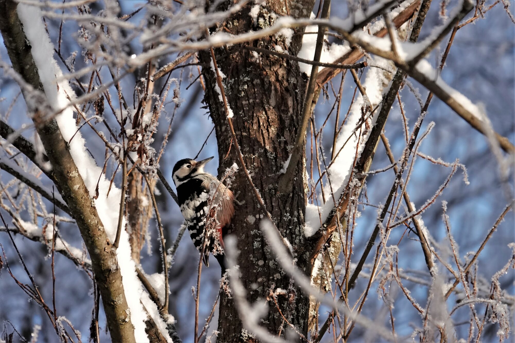 Valokuvaaja: Maarit Siitonen