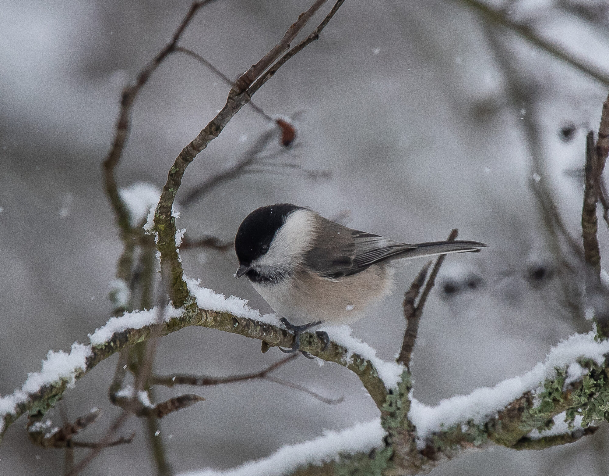Valokuvaaja: rauno mäkinen