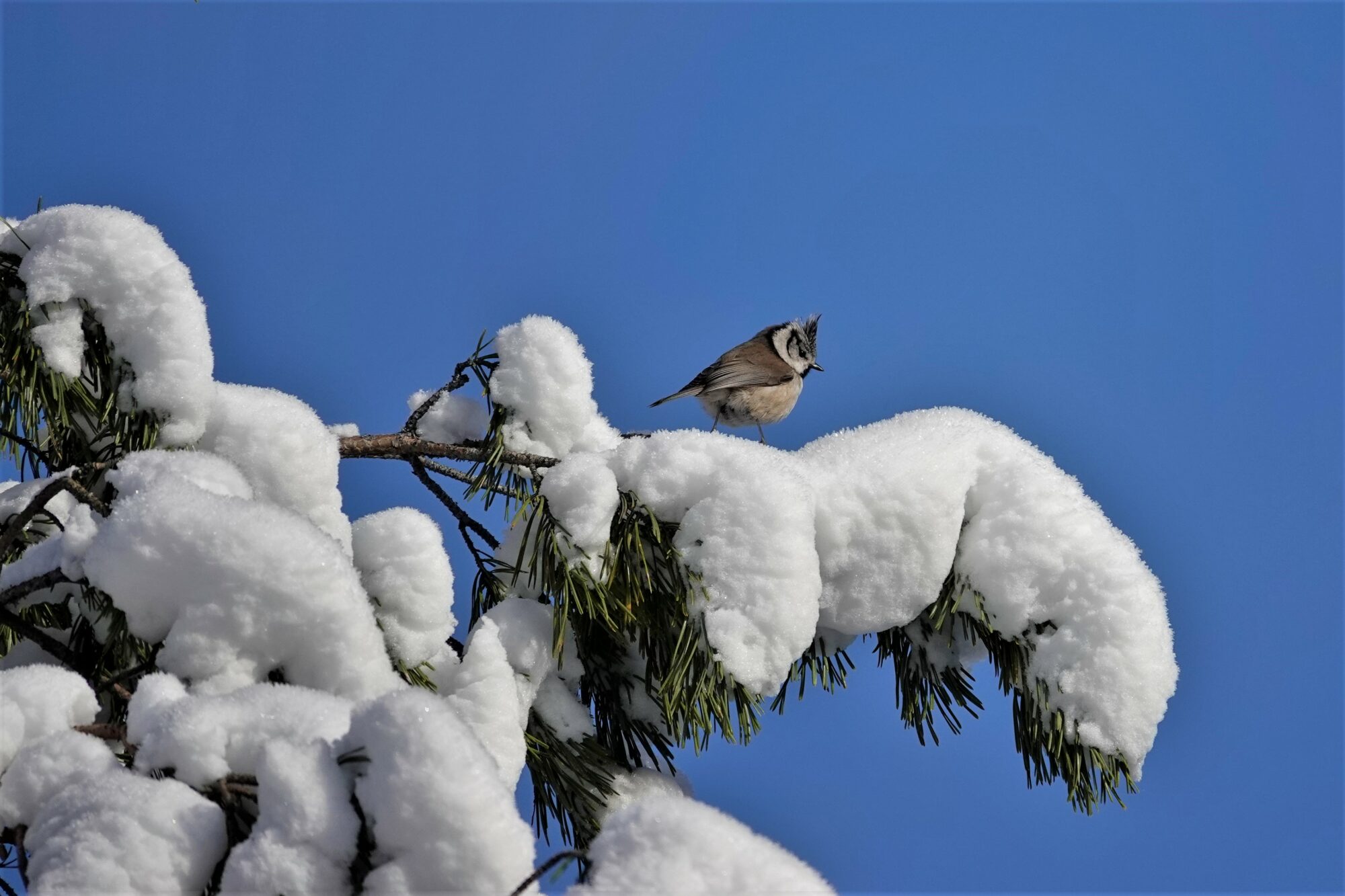 Valokuvaaja: Maarit Siitonen