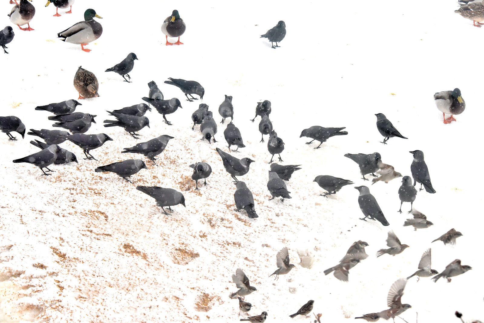 Valokuvaaja: Reijo Juurinen