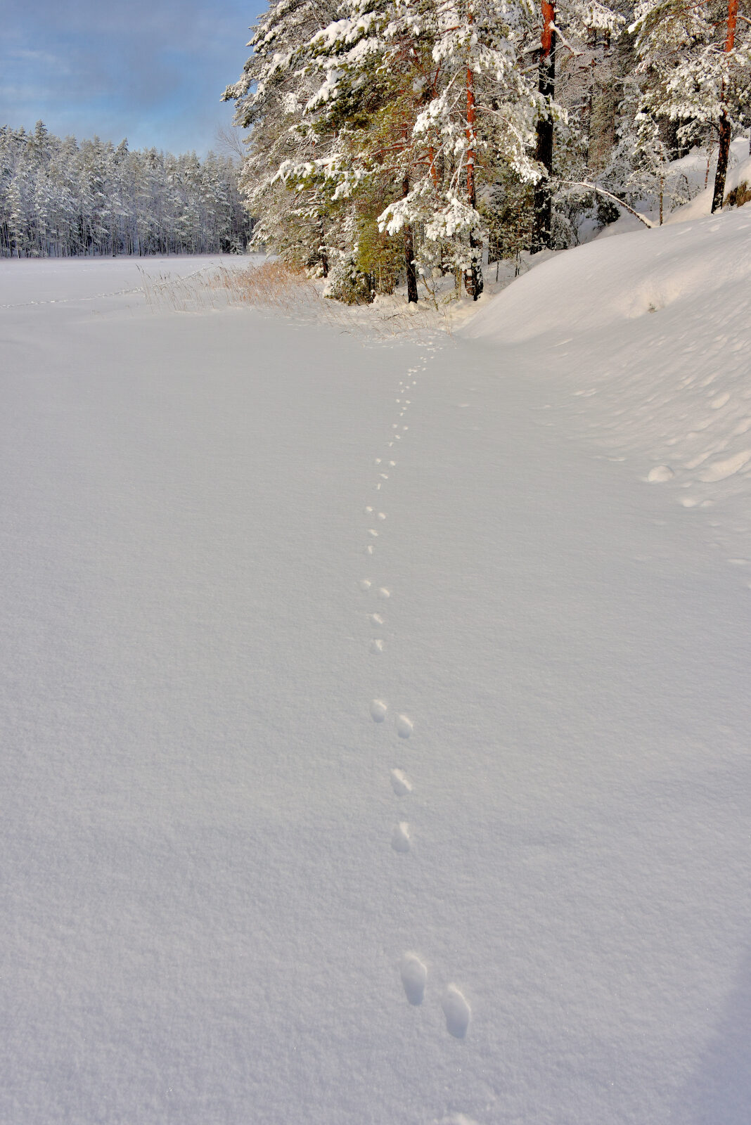 Valokuvaaja: Reijo Juurinen Valokuvaaja: Reijo Juurinen