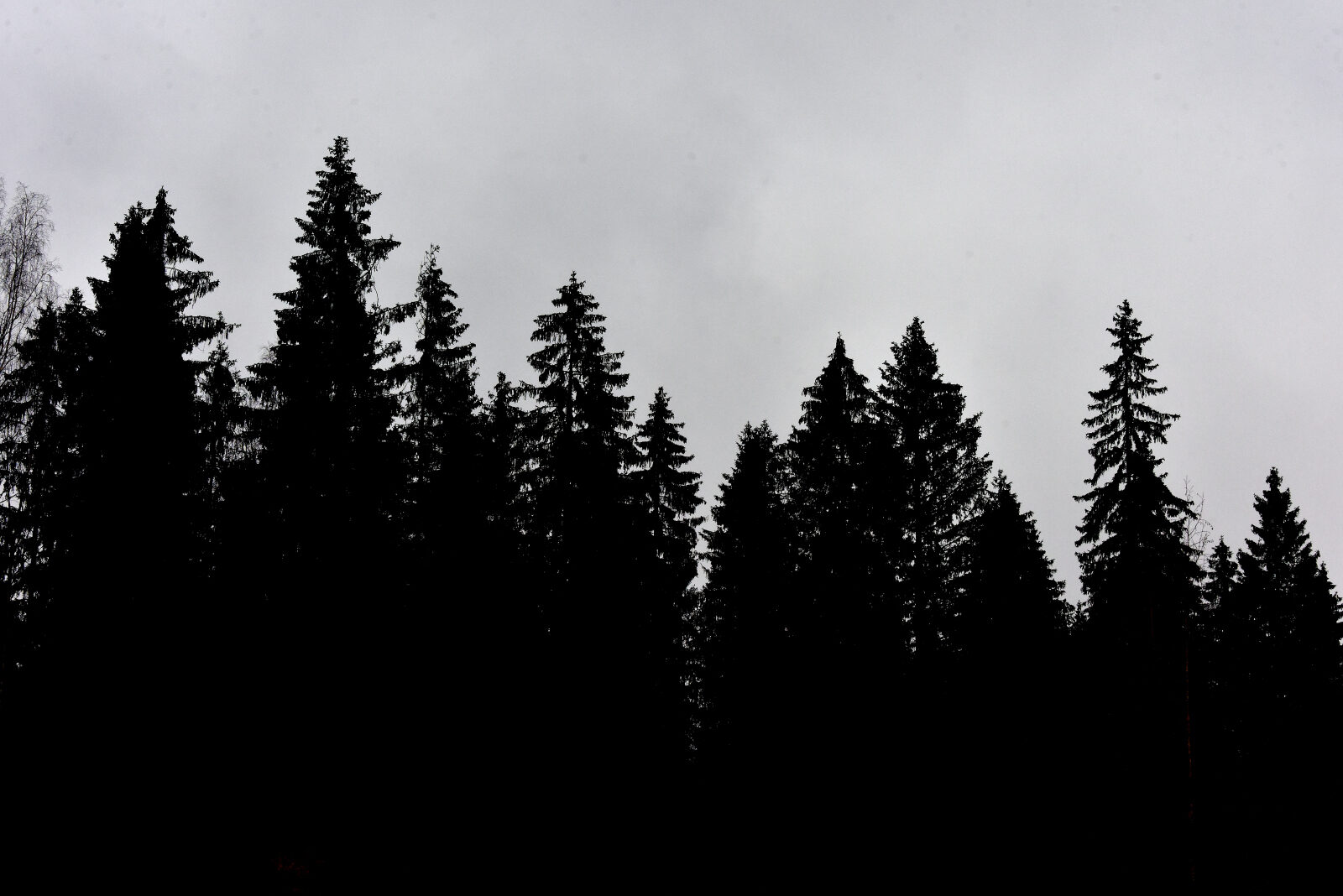 Valokuvaaja: Reijo Juurinen