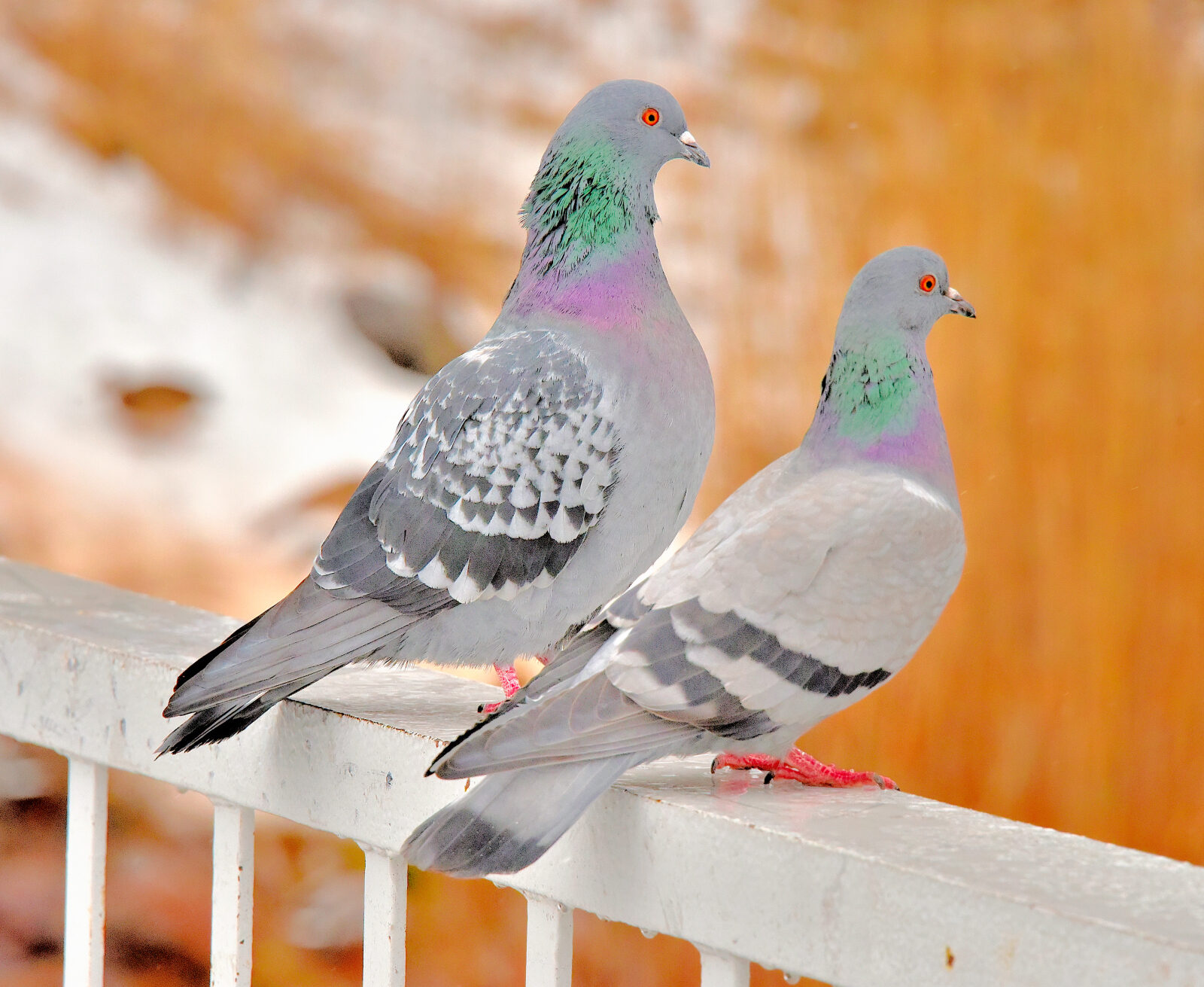 Valokuvaaja: Reijo Juurinen