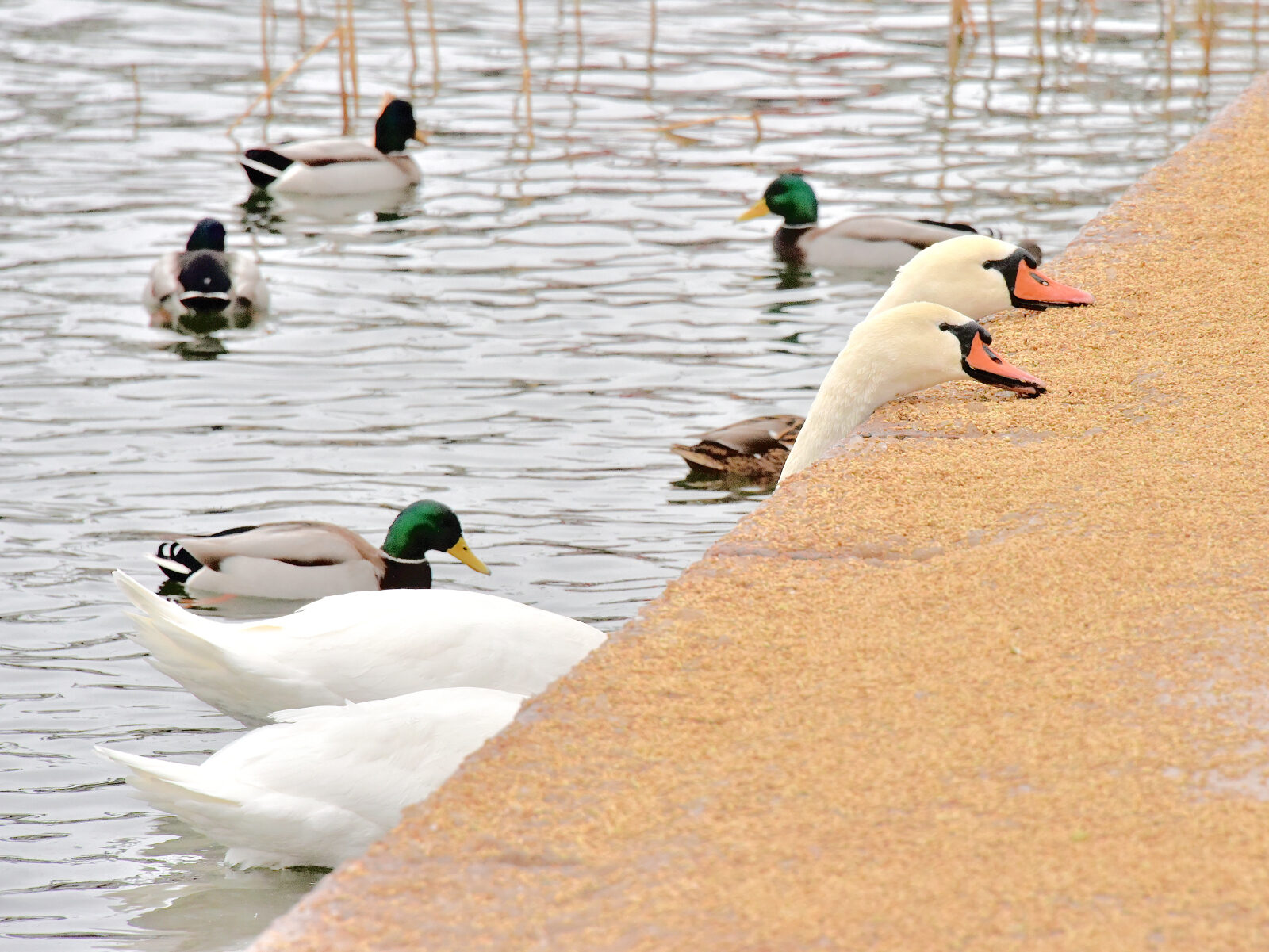 Valokuvaaja: Reijo Juurinen