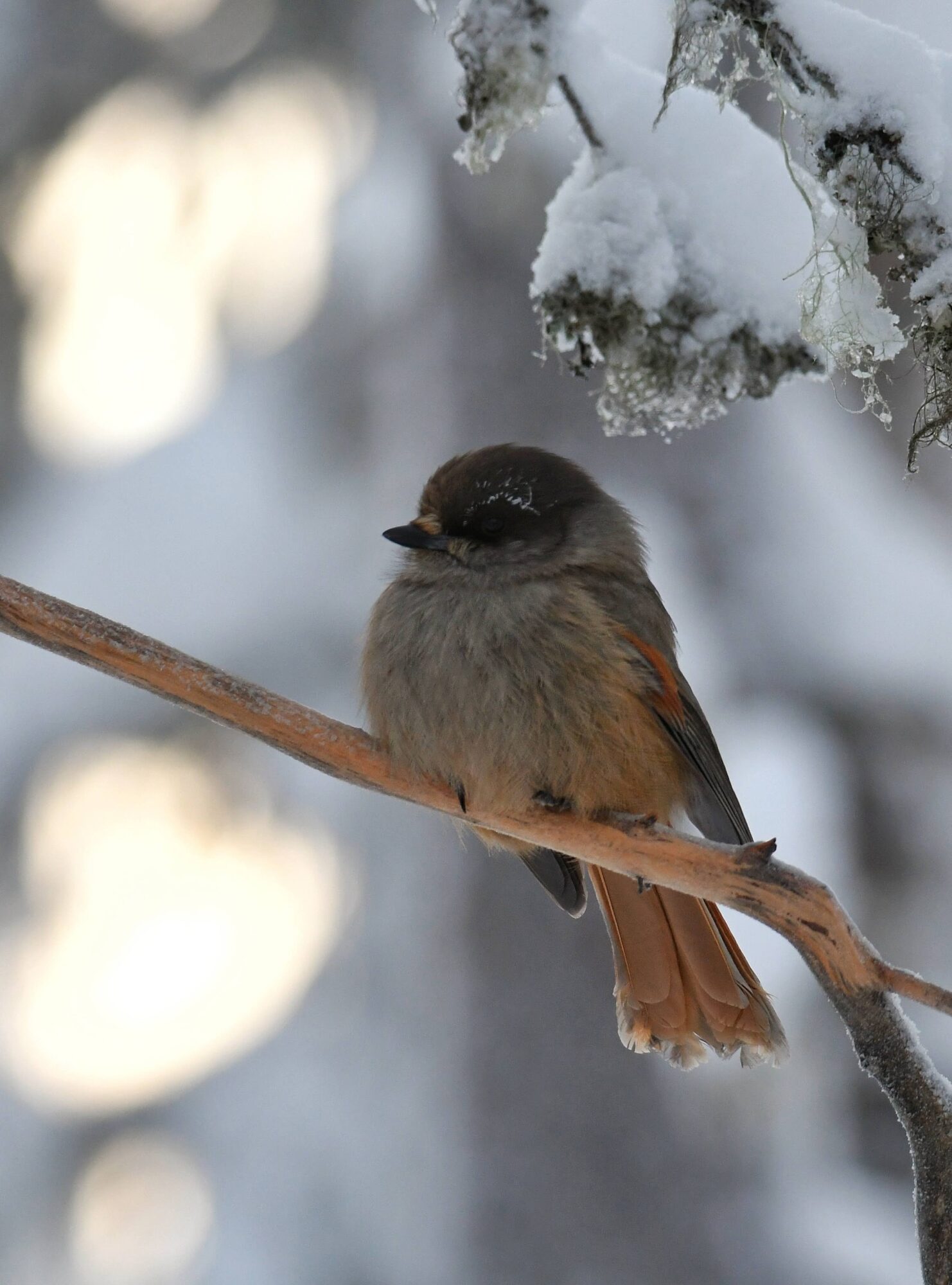 Valokuvaaja: Anne Tuovinen