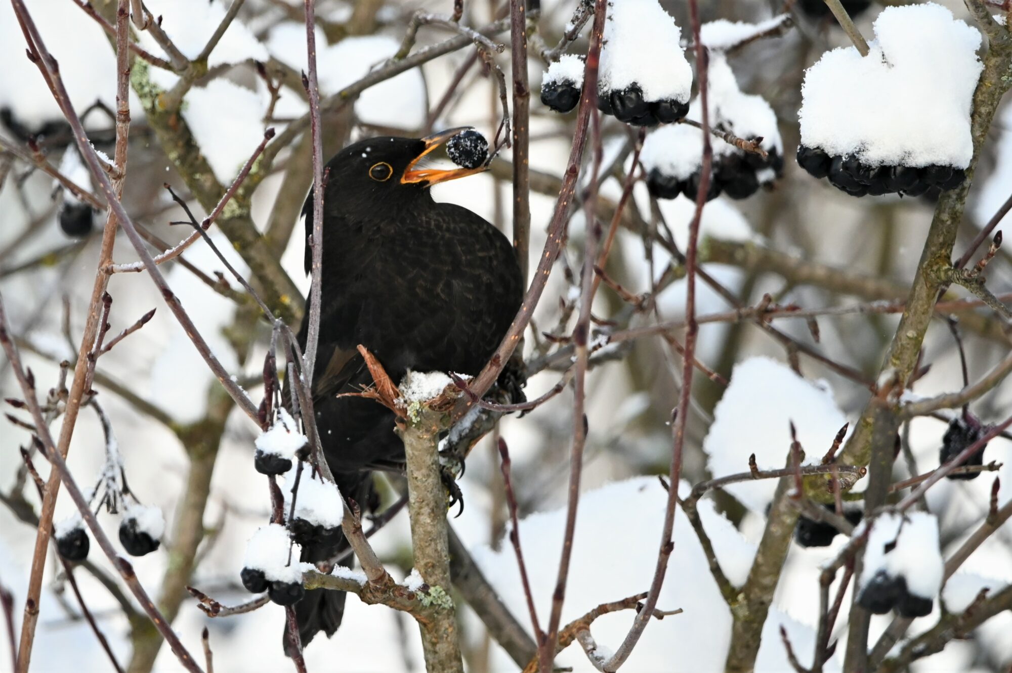 Valokuvaaja: Jari Tuominen