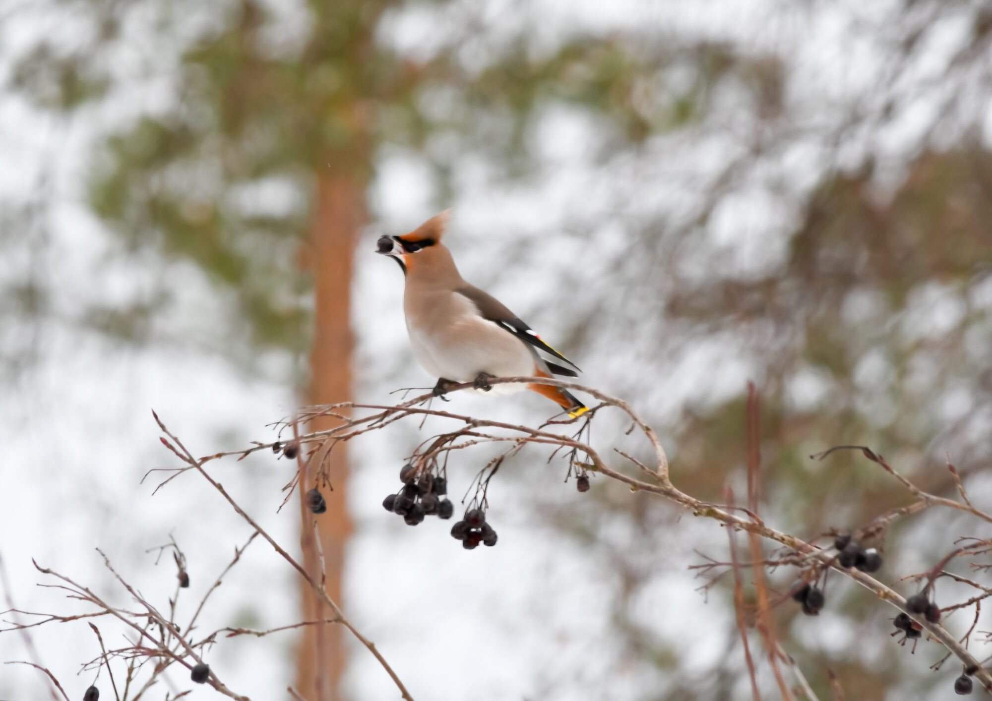 Valokuvaaja: Leena Rissanen