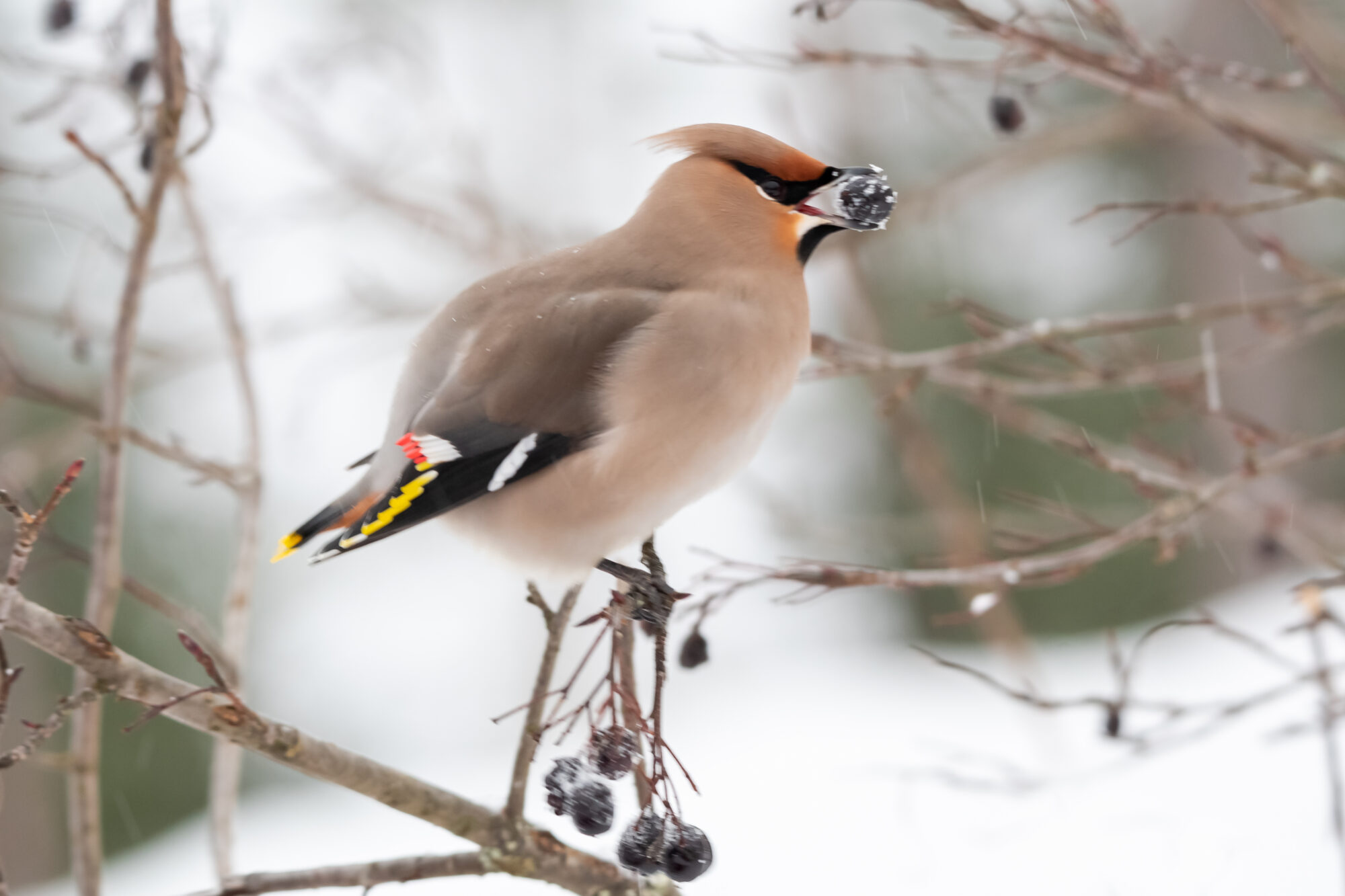 Valokuvaaja: Leena Rissanen