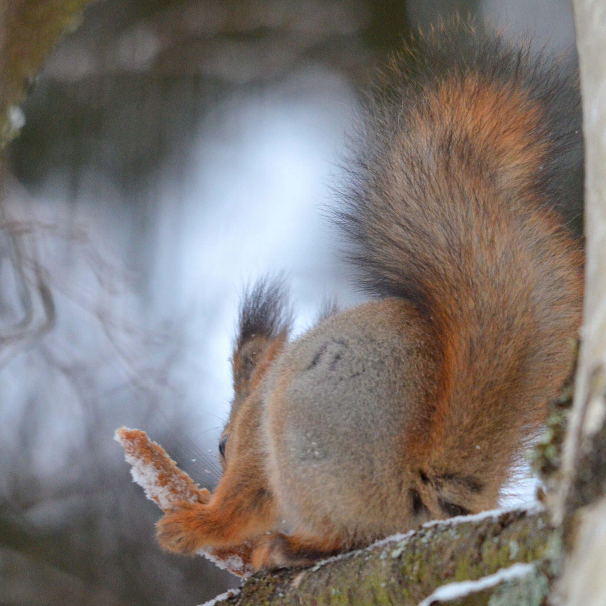 Valokuvaaja: Kaarlo Asikainen Valokuvaaja: Kaarlo Asikainen