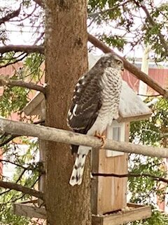 Valokuvaaja: Vuokko Laiho