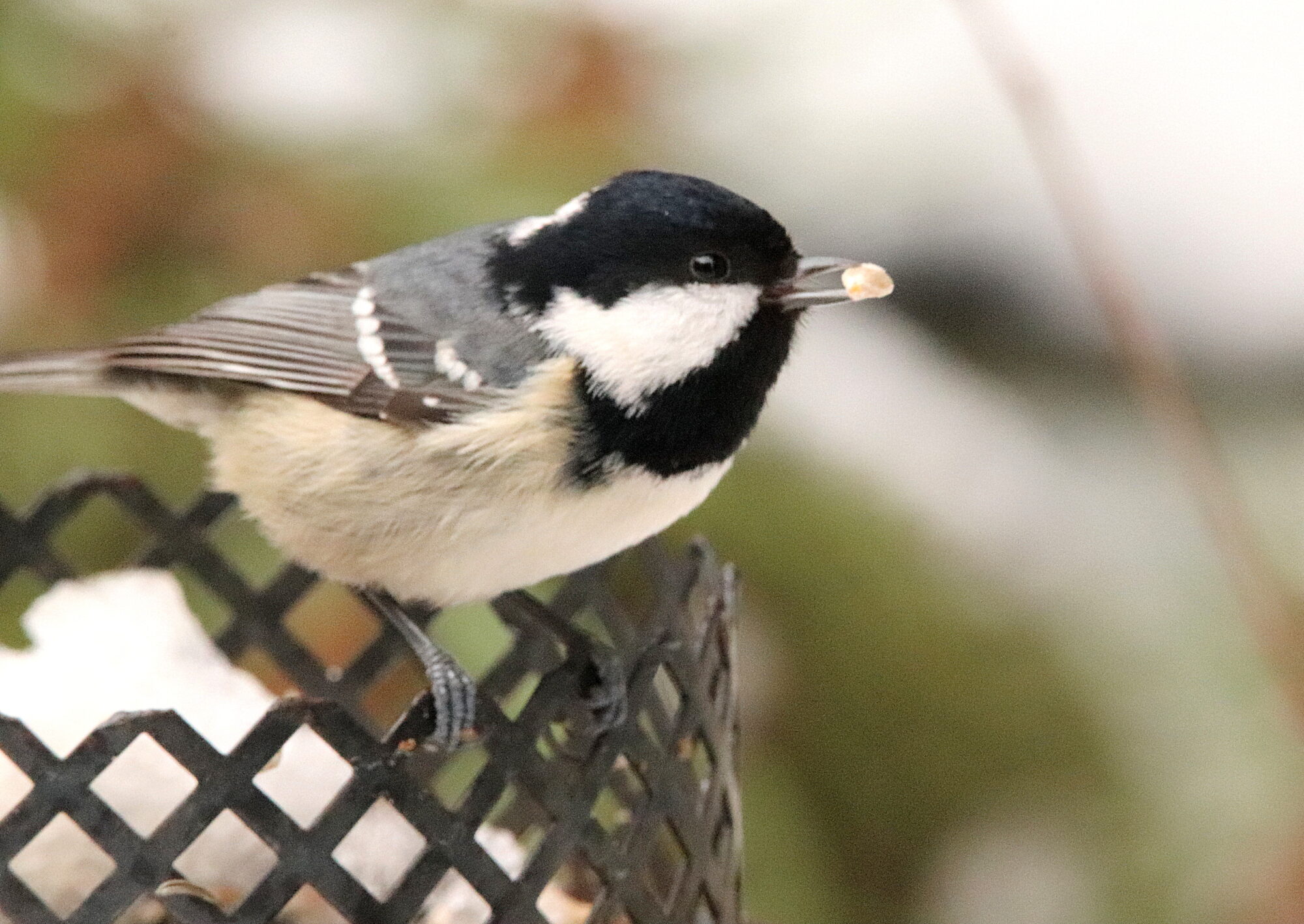 Valokuvaaja: Irja Lehtinen