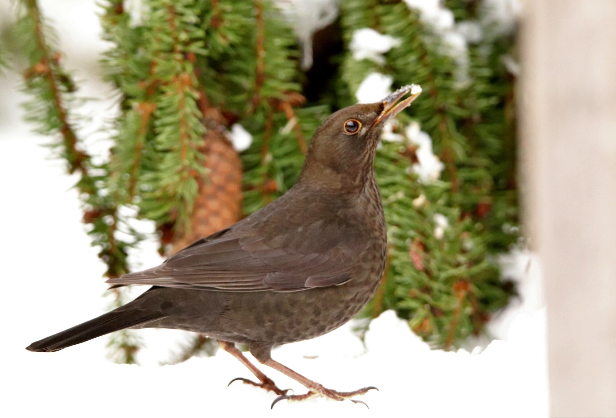 Valokuvaaja: Irja Lehtinen