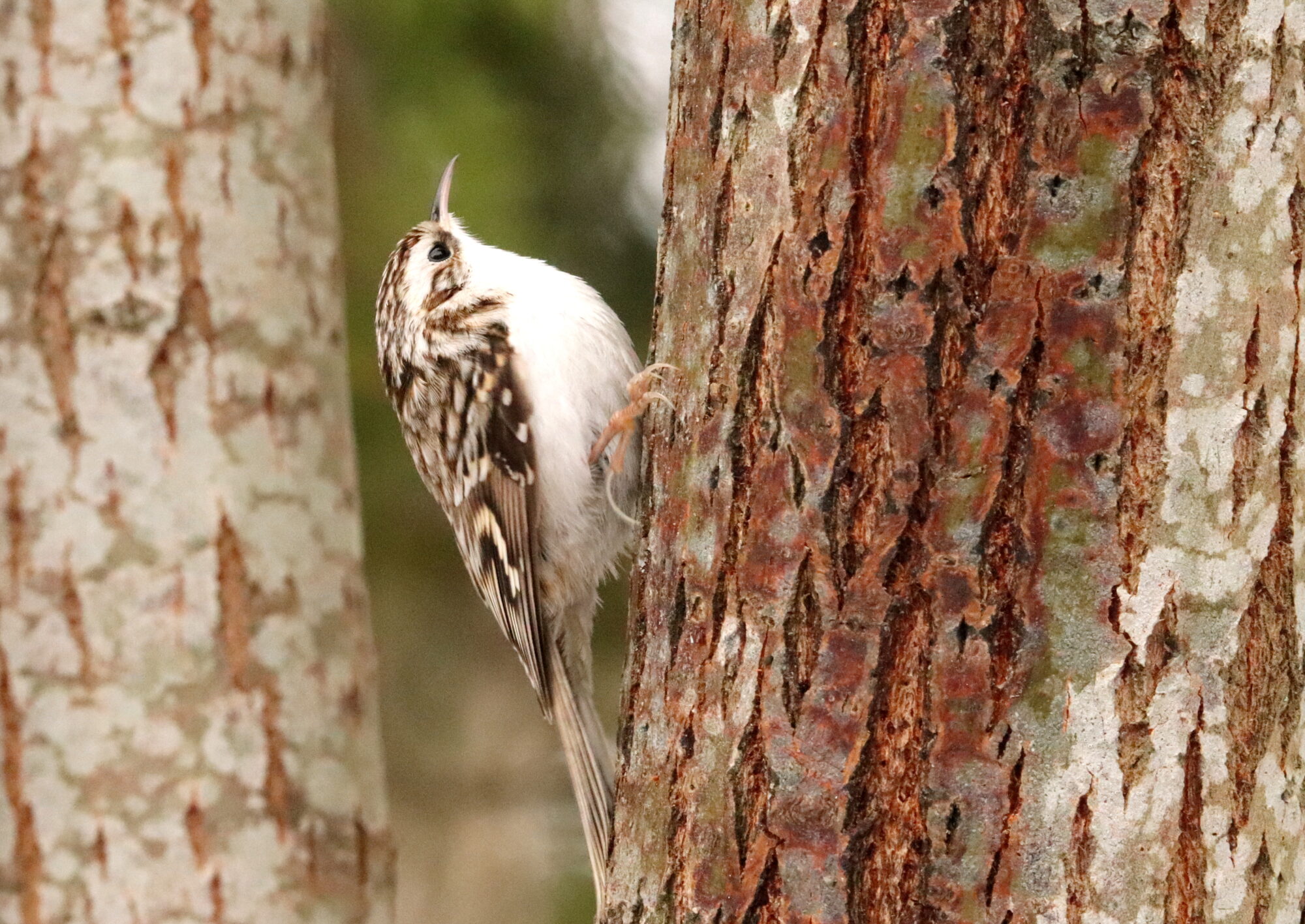 Valokuvaaja: Irja Lehtinen