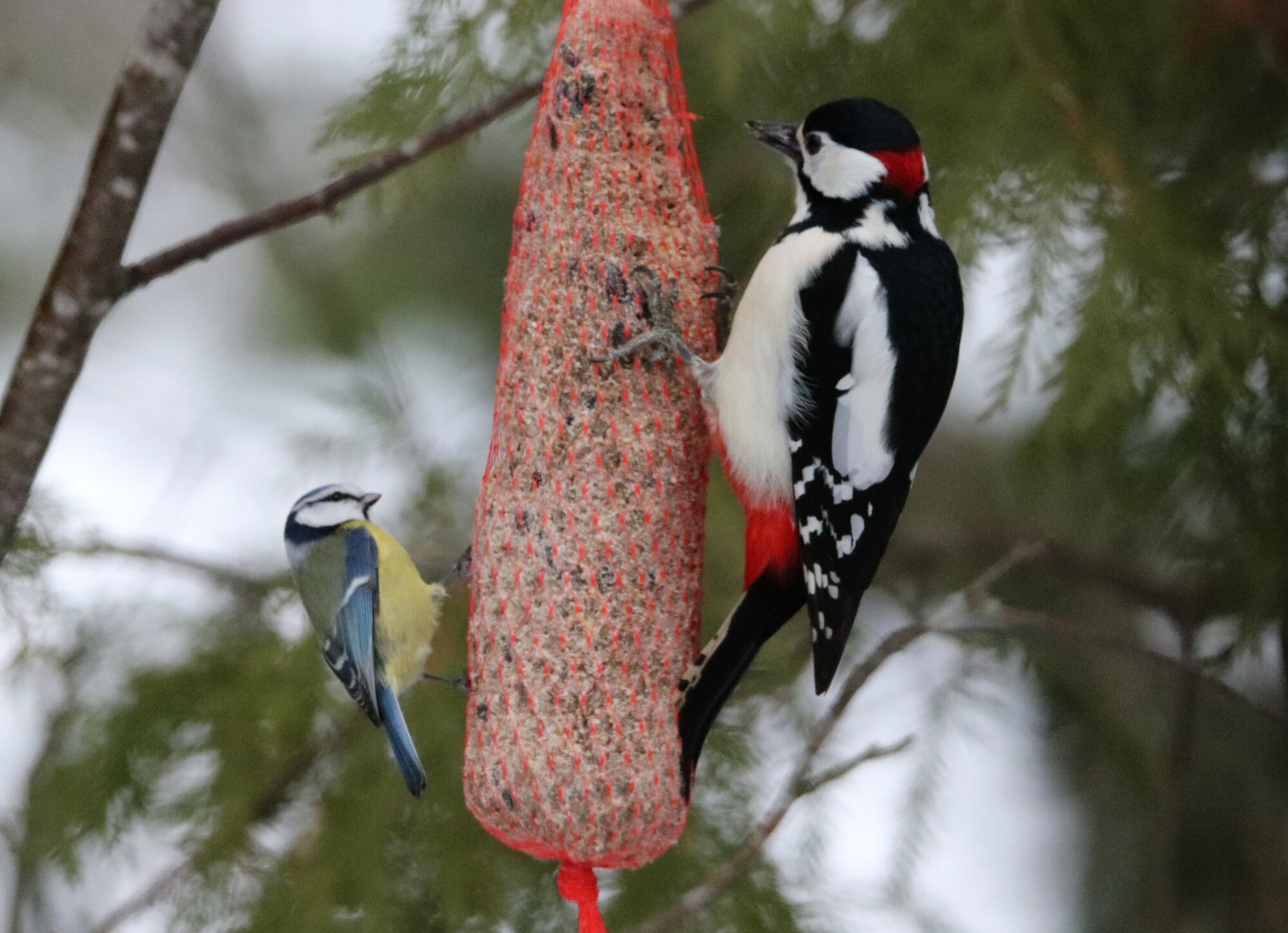 Valokuvaaja: Irja Lehtinen