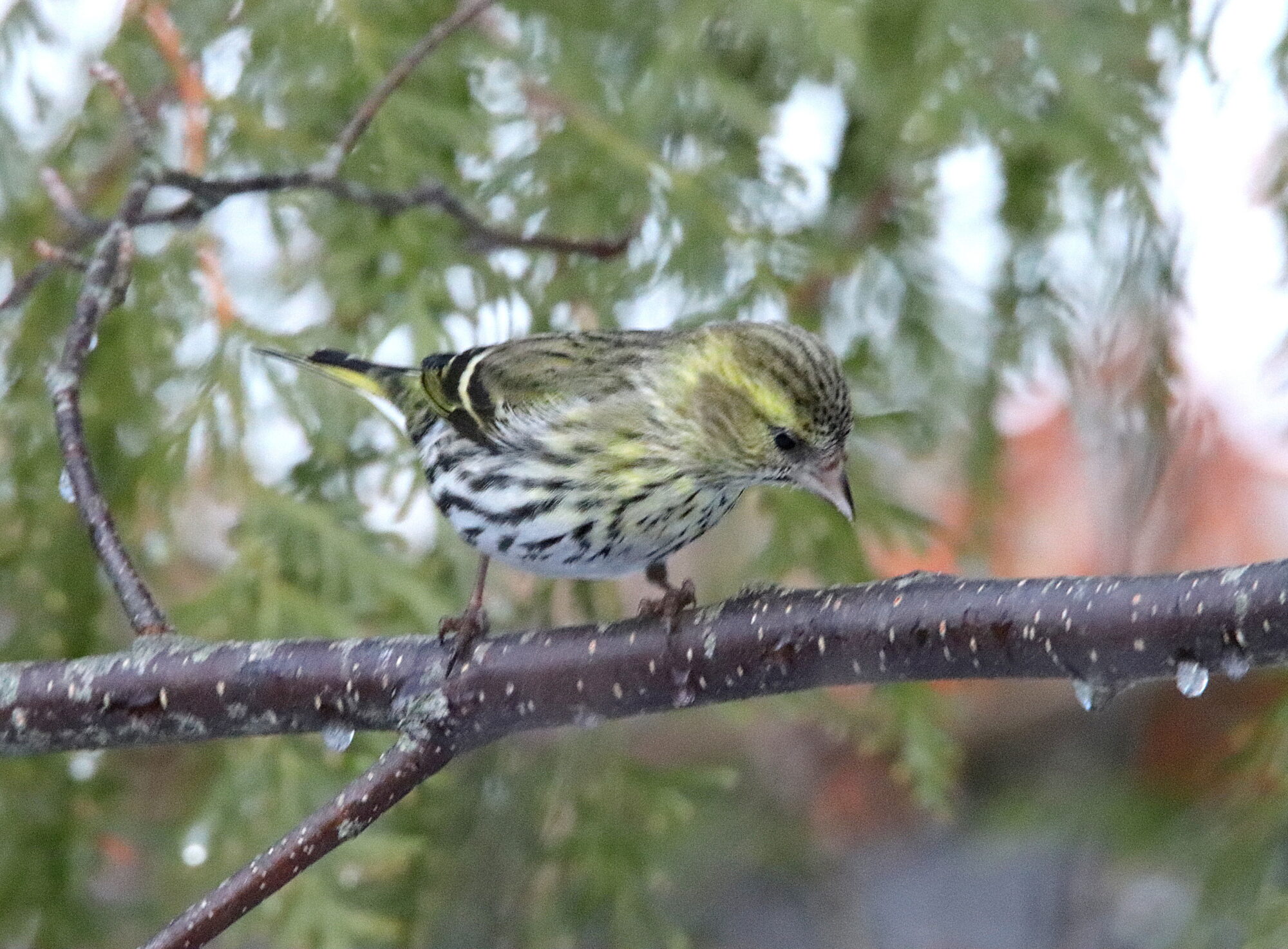 Valokuvaaja: Irja Lehtinen