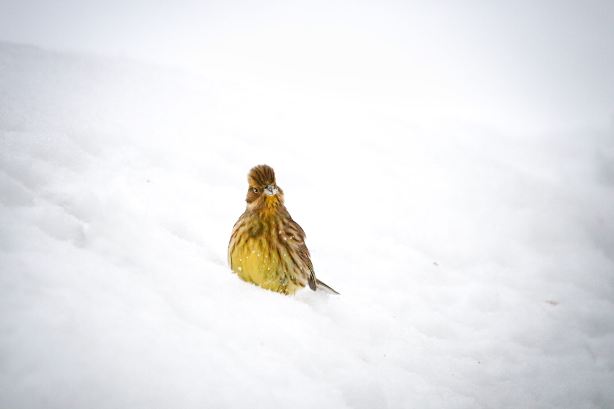 Valokuvaaja: Fanny Tuominen