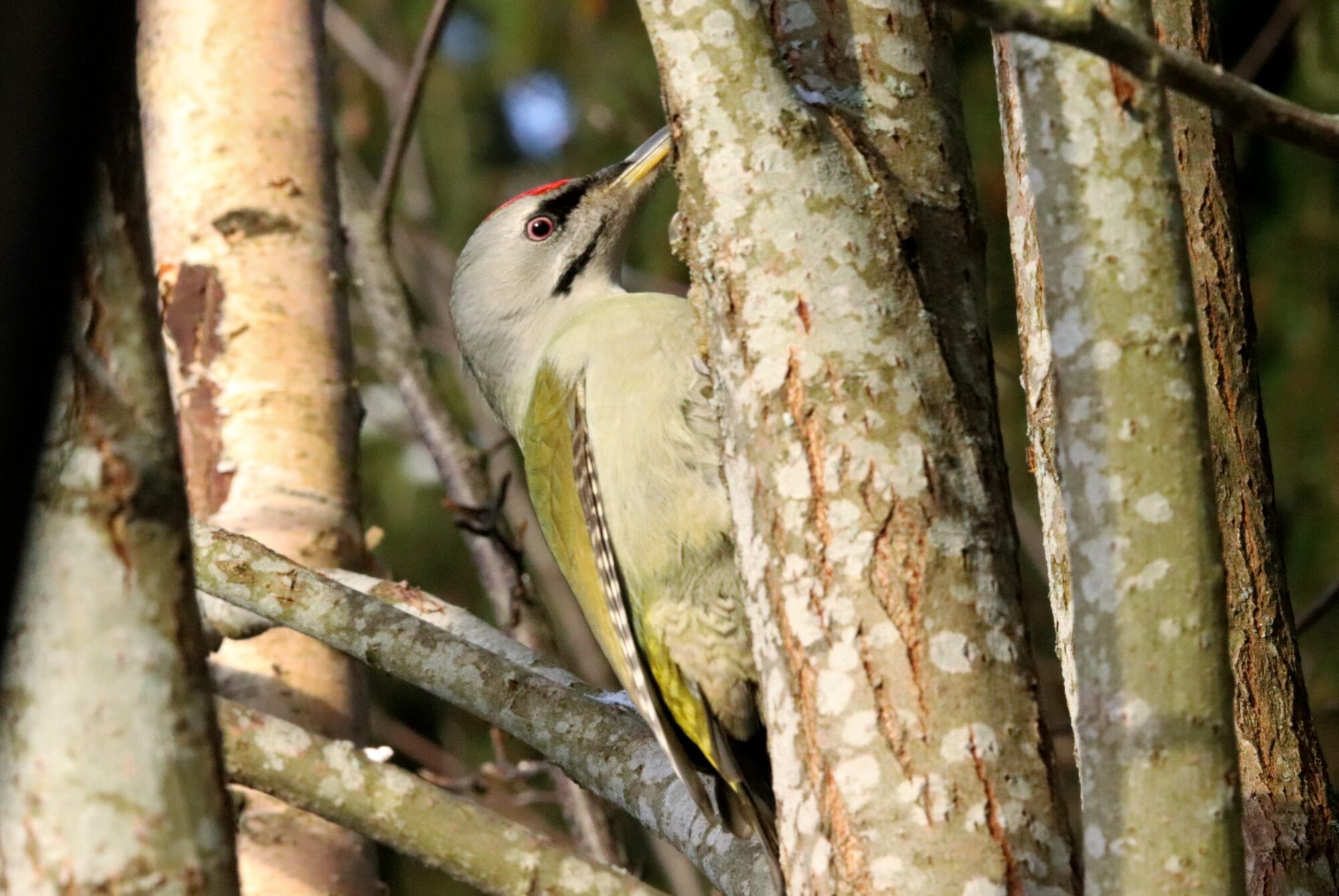 Valokuvaaja: Irja Lehtinen
