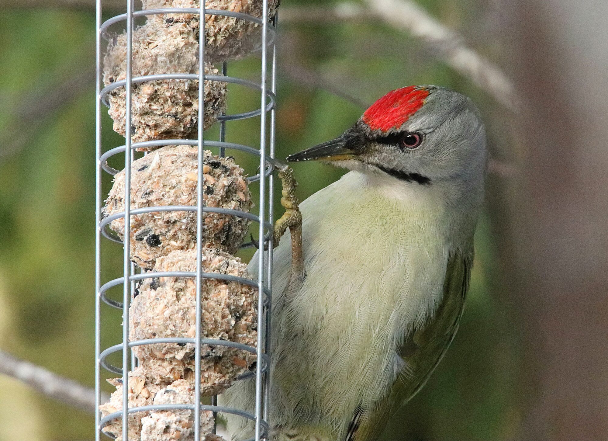 Valokuvaaja: Irja Lehtinen