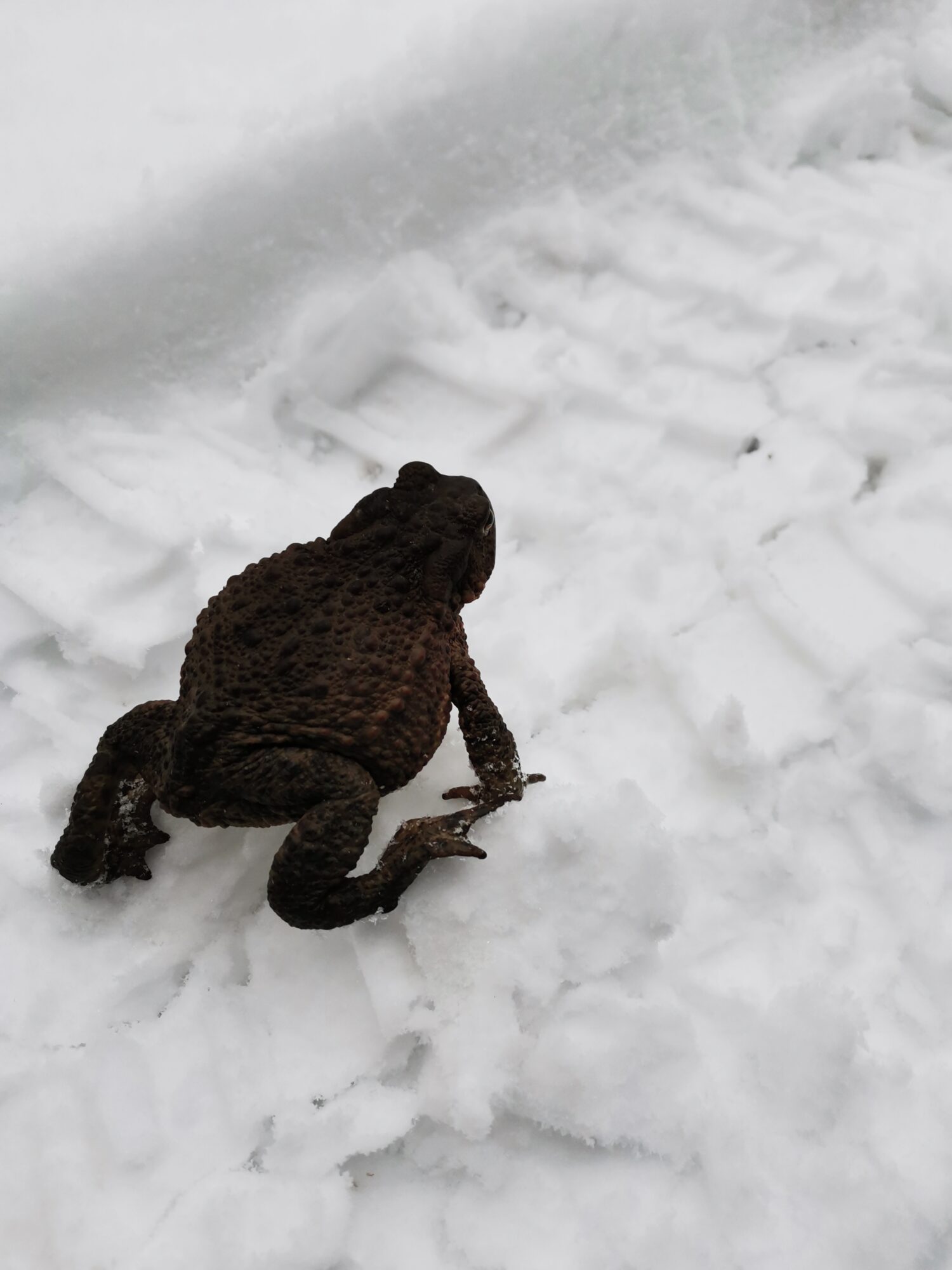 Valokuvaaja: Toivo Heikkinen