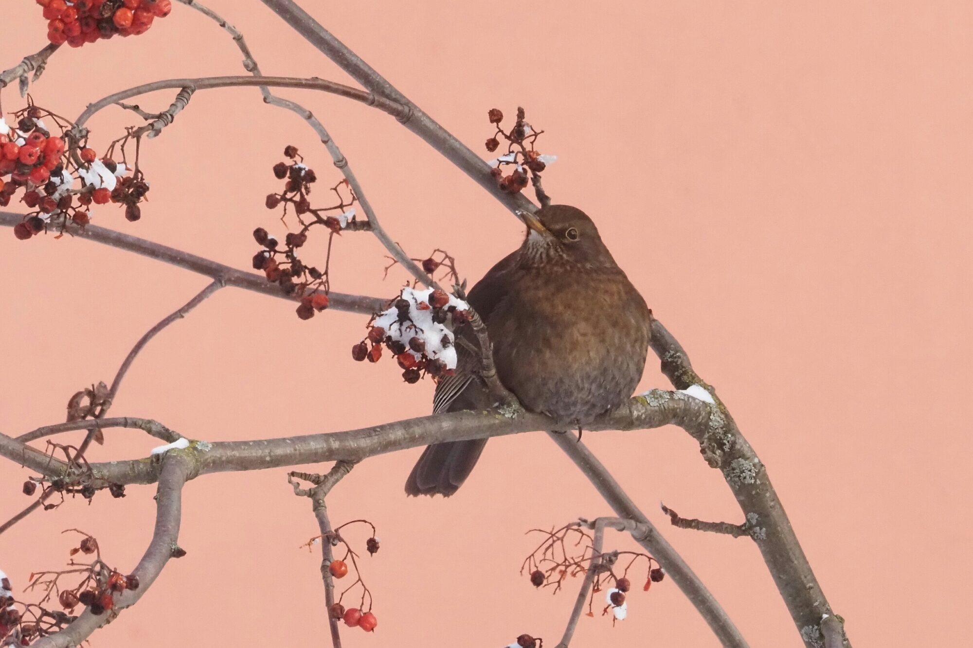 Valokuvaaja: Mikkola Irma