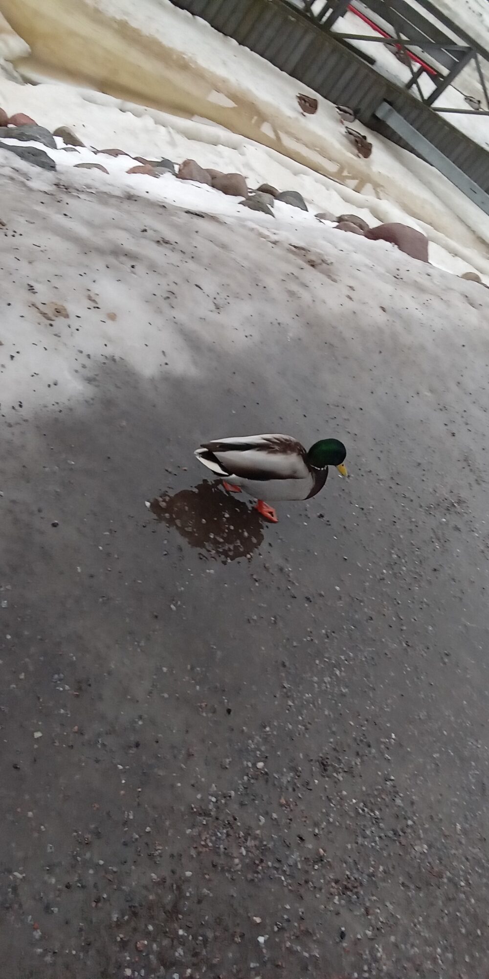 Valokuvaaja: Alvar Ilmonen