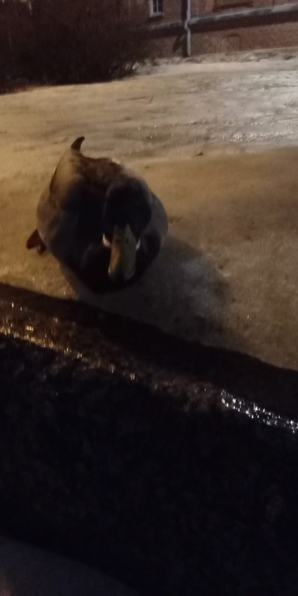 Valokuvaaja: Alvar Ilmonen