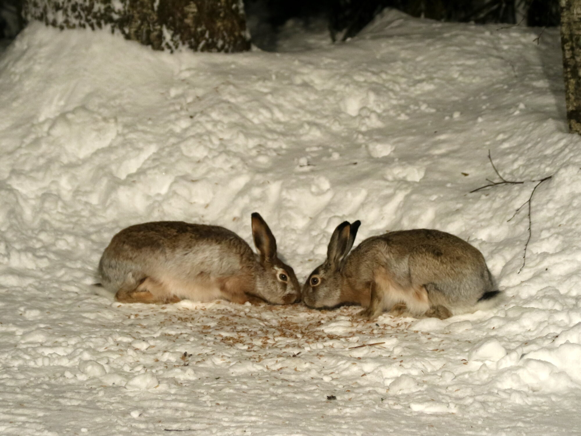 Valokuvaaja: Hannu Rasiranta